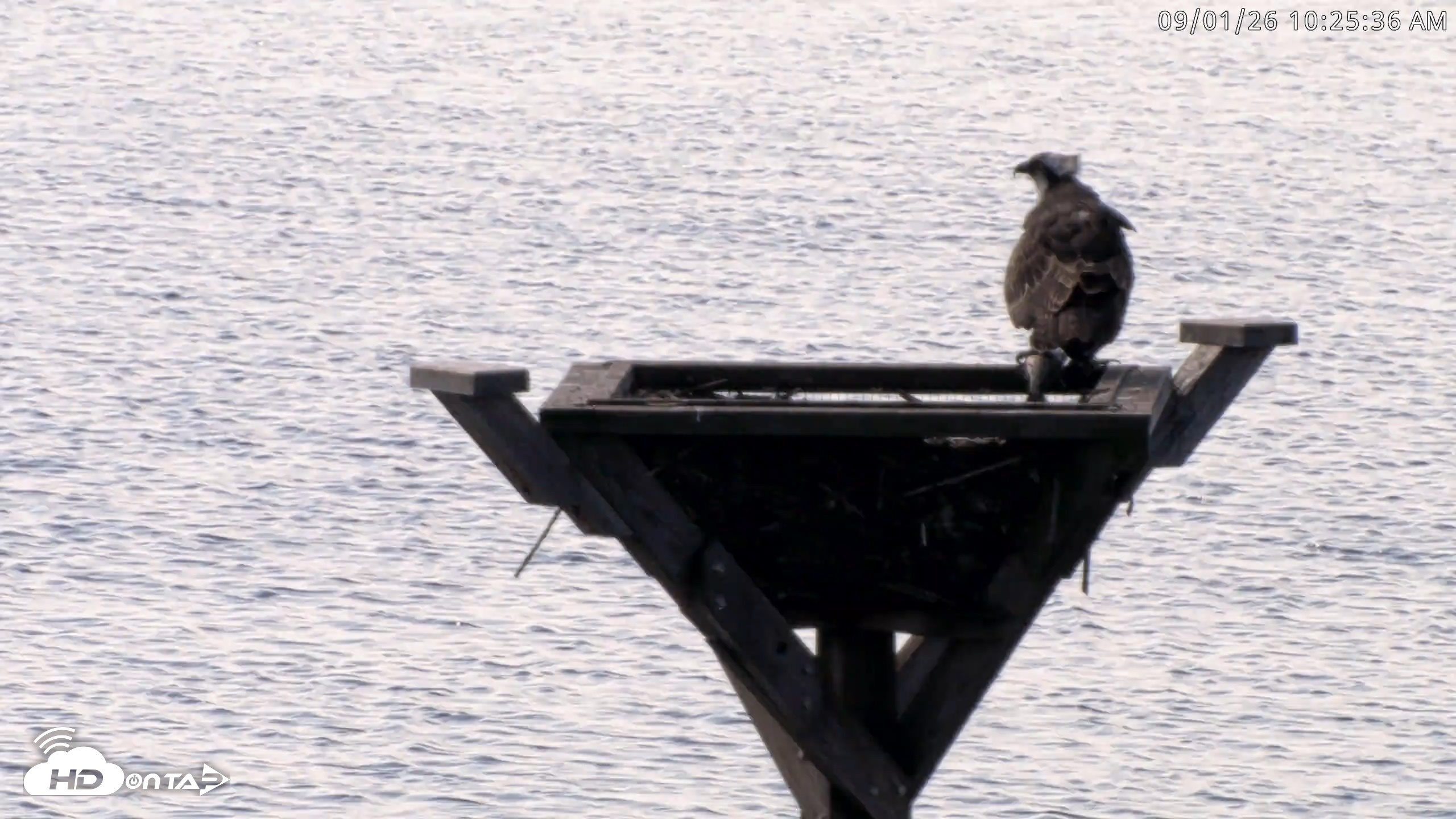 Snapshot of Blackwater Wildlife Refuge Osprey River Platform Live Cam taken Sep 1, 2026, 10:26am EDT