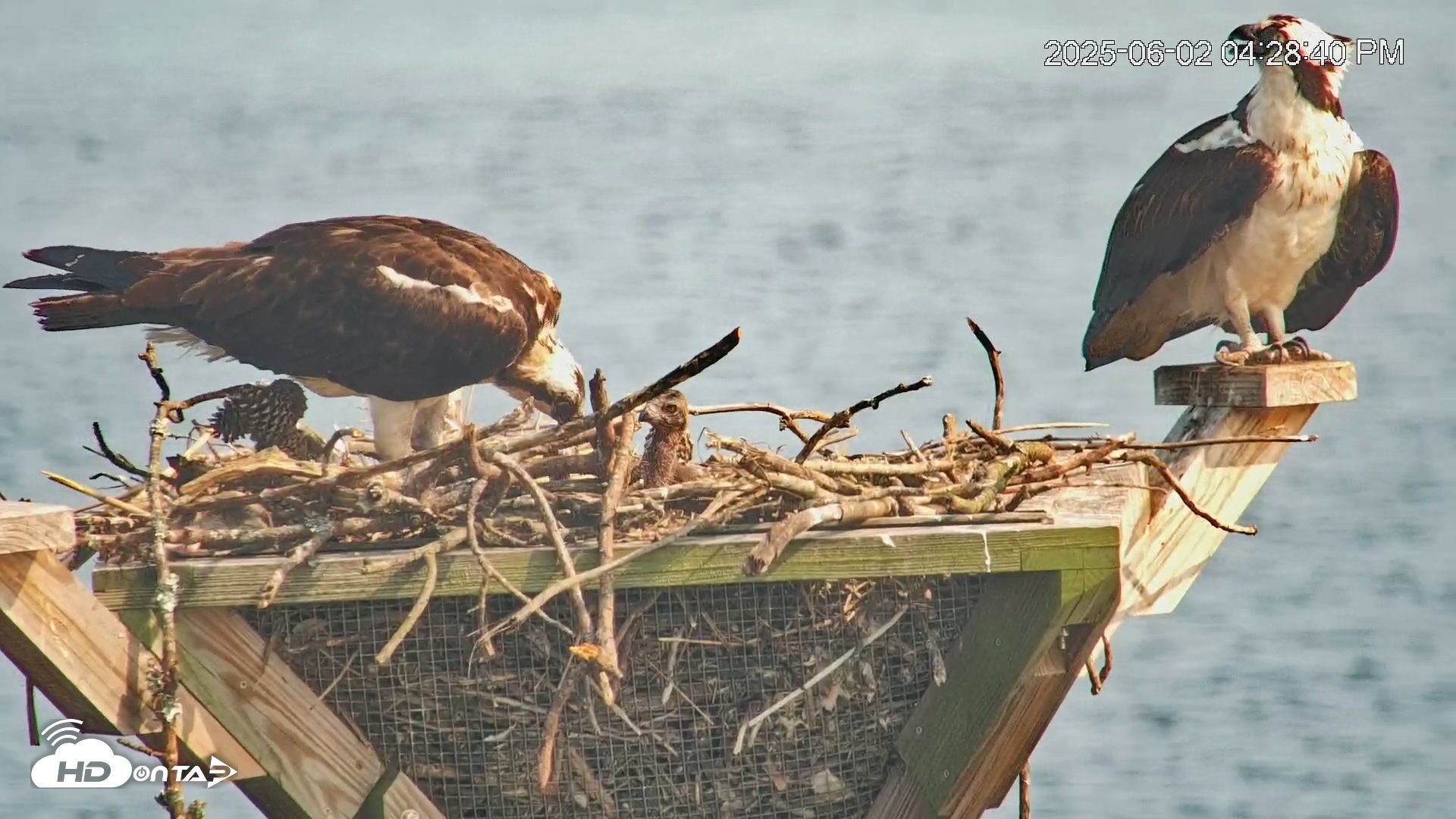 Snapshot of Blackwater Wildlife Refuge Osprey River Platform Live Cam taken Jun 2, 2025, 4:30pm EDT