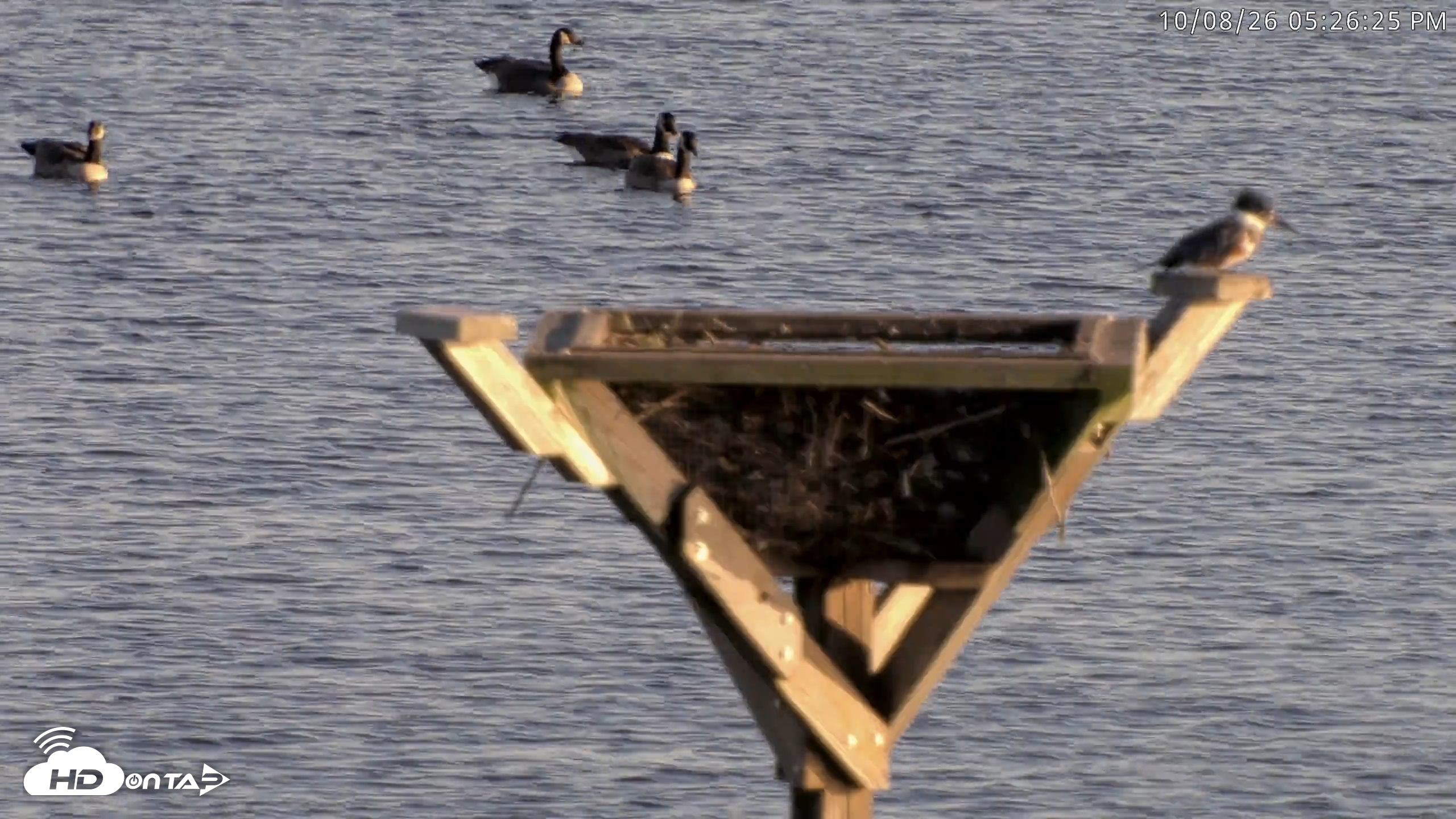Snapshot of Blackwater Wildlife Refuge Osprey River Platform Live Cam taken Oct 8, 2026, 5:27pm EDT