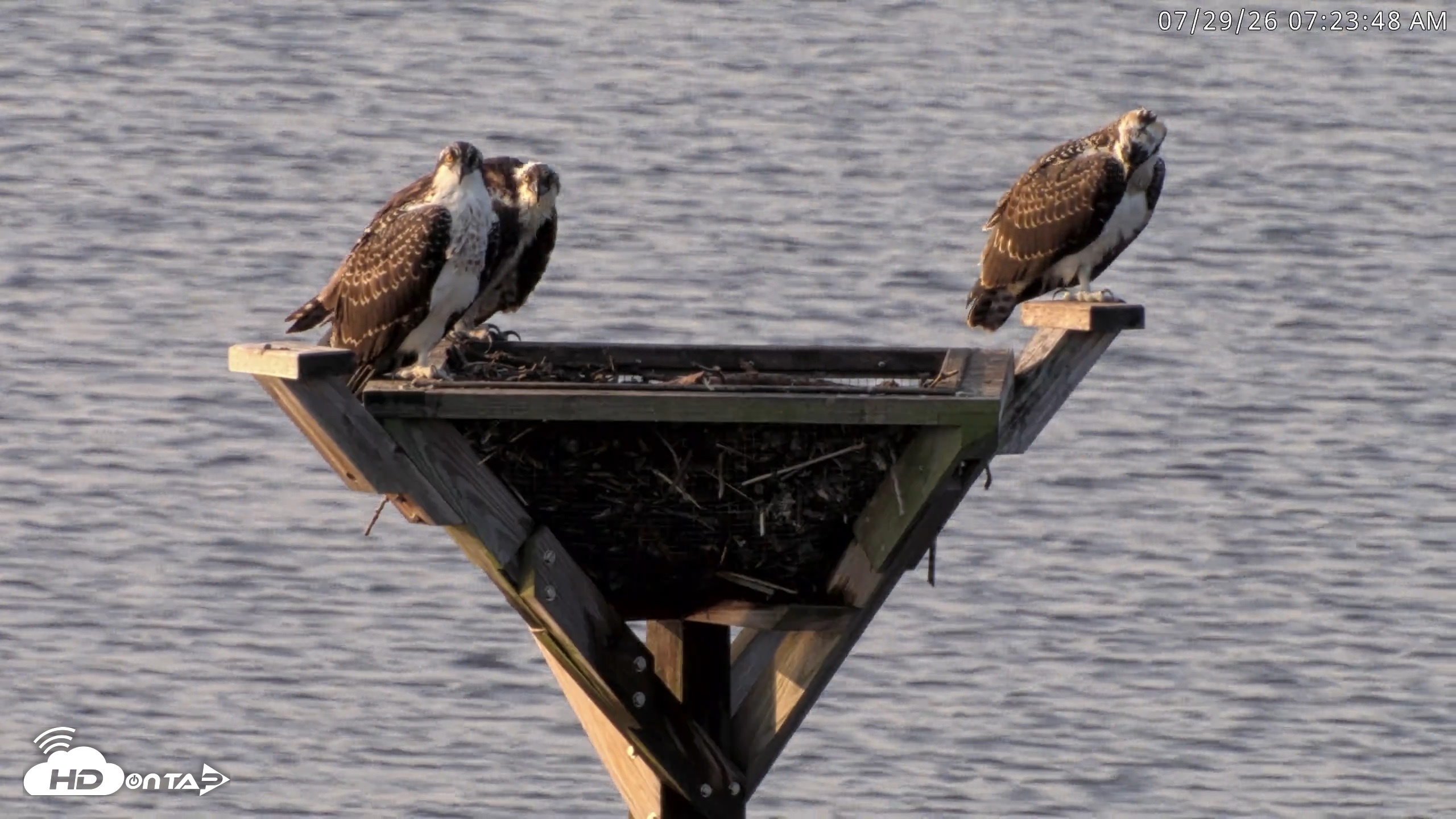 Snapshot of Blackwater Wildlife Refuge Osprey River Platform Live Cam taken Jul 29, 2026, 7:24am EDT