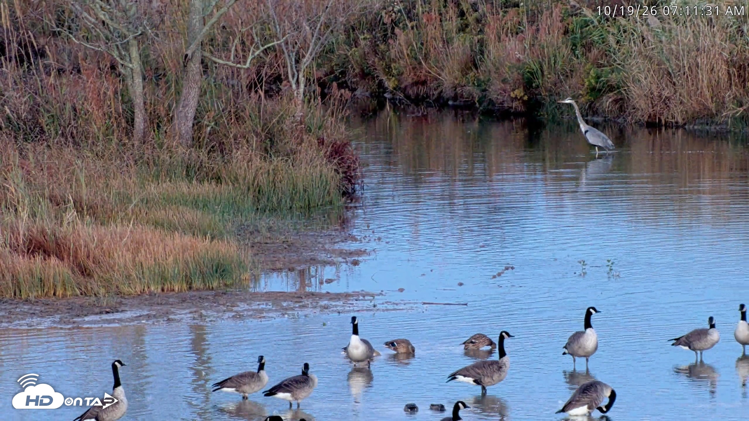 Snapshot of Blackwater Wildlife Refuge Osprey River Platform Live Cam taken Oct 19, 2026, 7:12am EDT