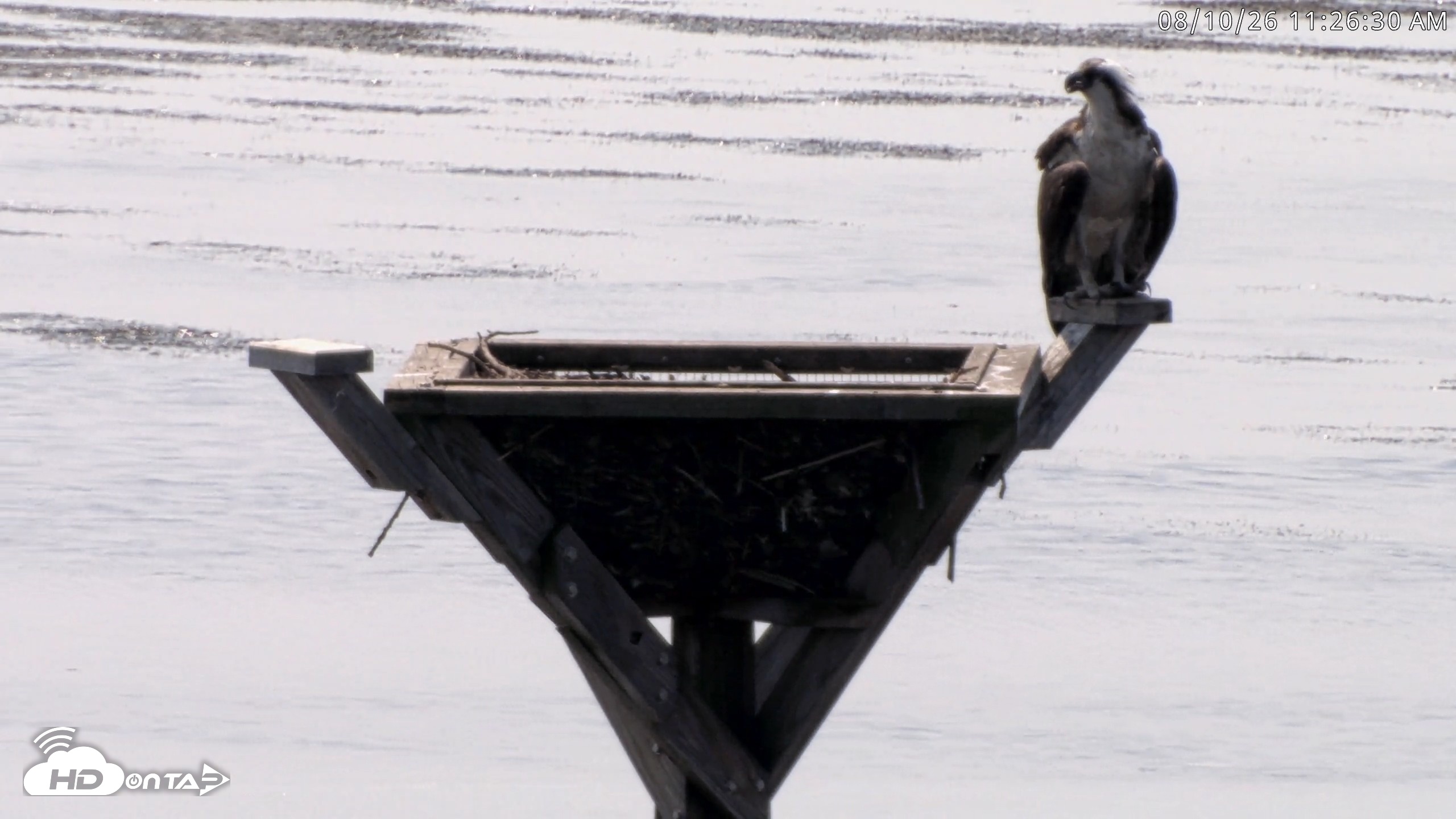 Snapshot of Blackwater Wildlife Refuge Osprey River Platform Live Cam taken Aug 10, 2026, 11:27am EDT