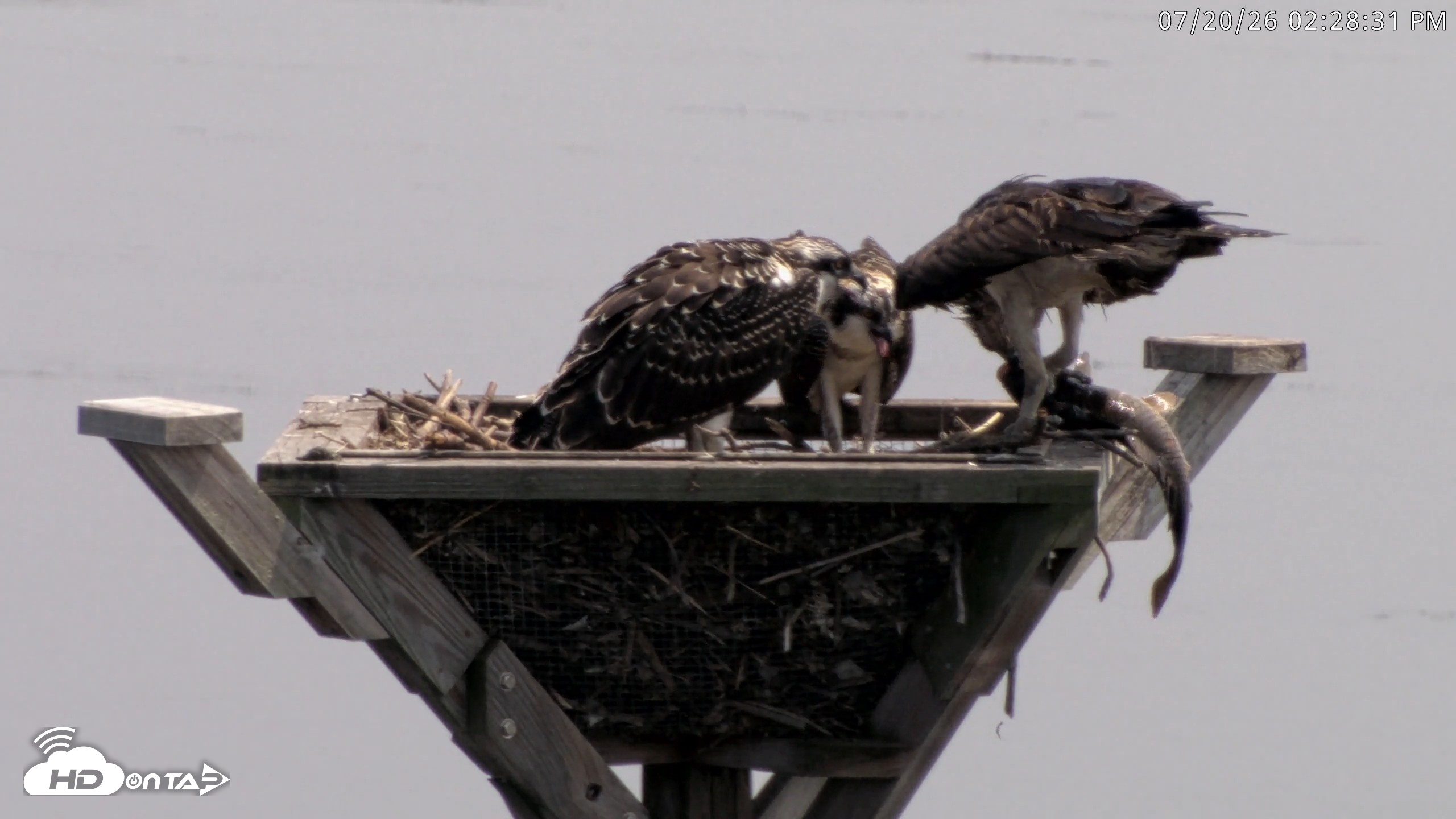 Snapshot of Blackwater Wildlife Refuge Osprey River Platform Live Cam taken Jul 20, 2026, 2:29pm EDT