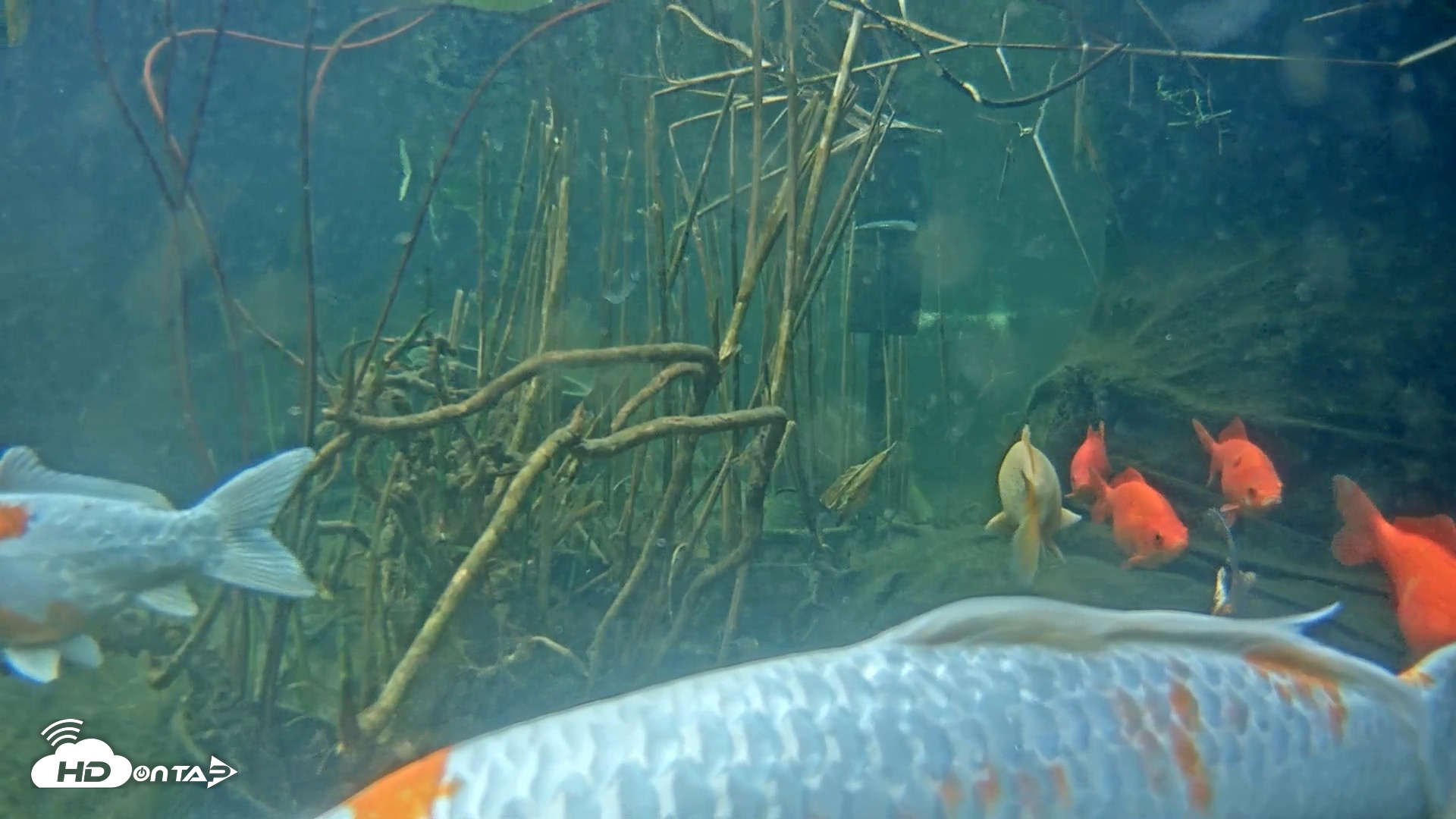 Snapshot of Japanese Koi Pond Live Webcam taken Feb 8, 2025, 4:07pm PST