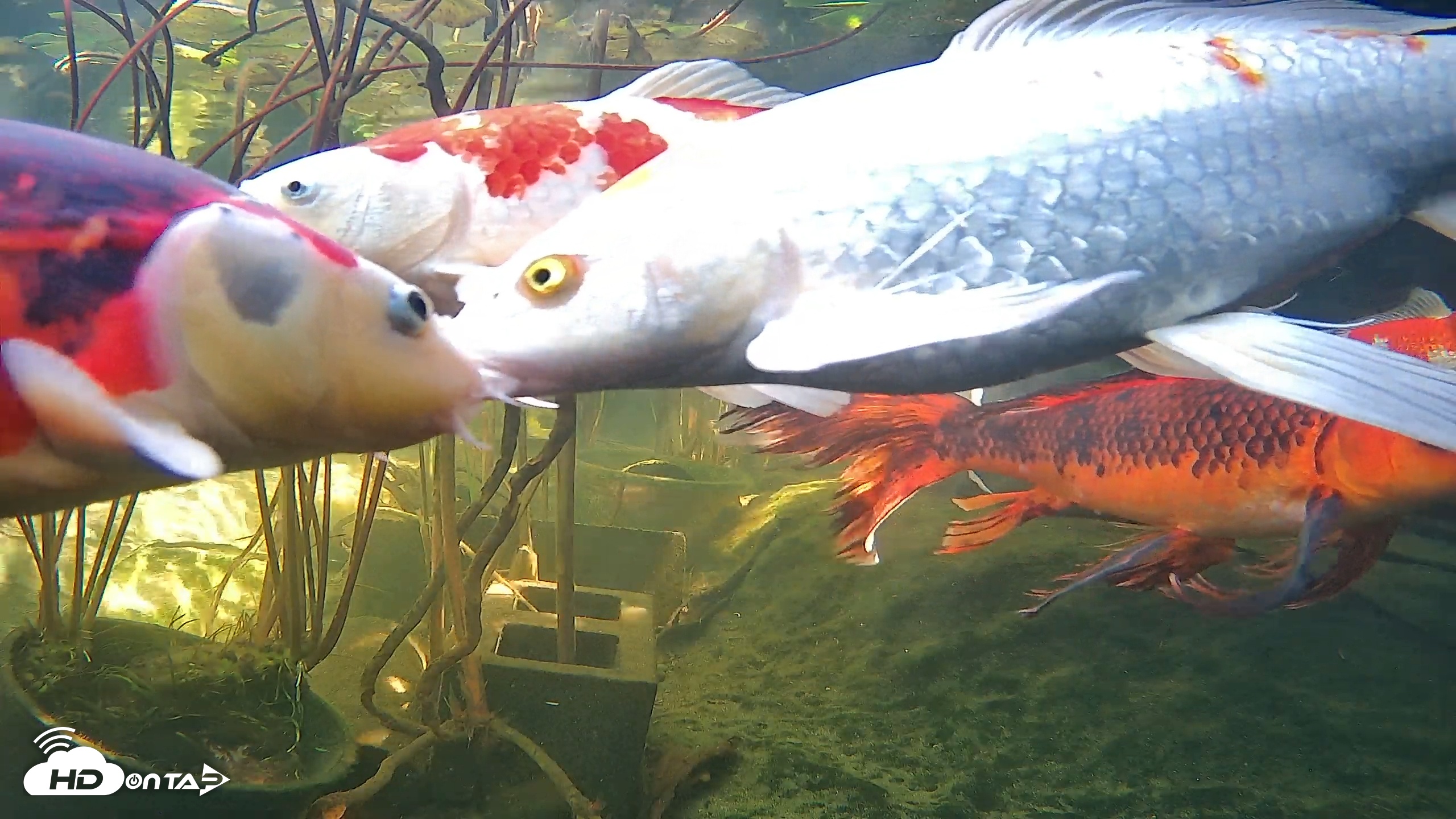 Snapshot of Japanese Koi Pond Live Webcam taken Nov 25, 2025, 12:28pm PST