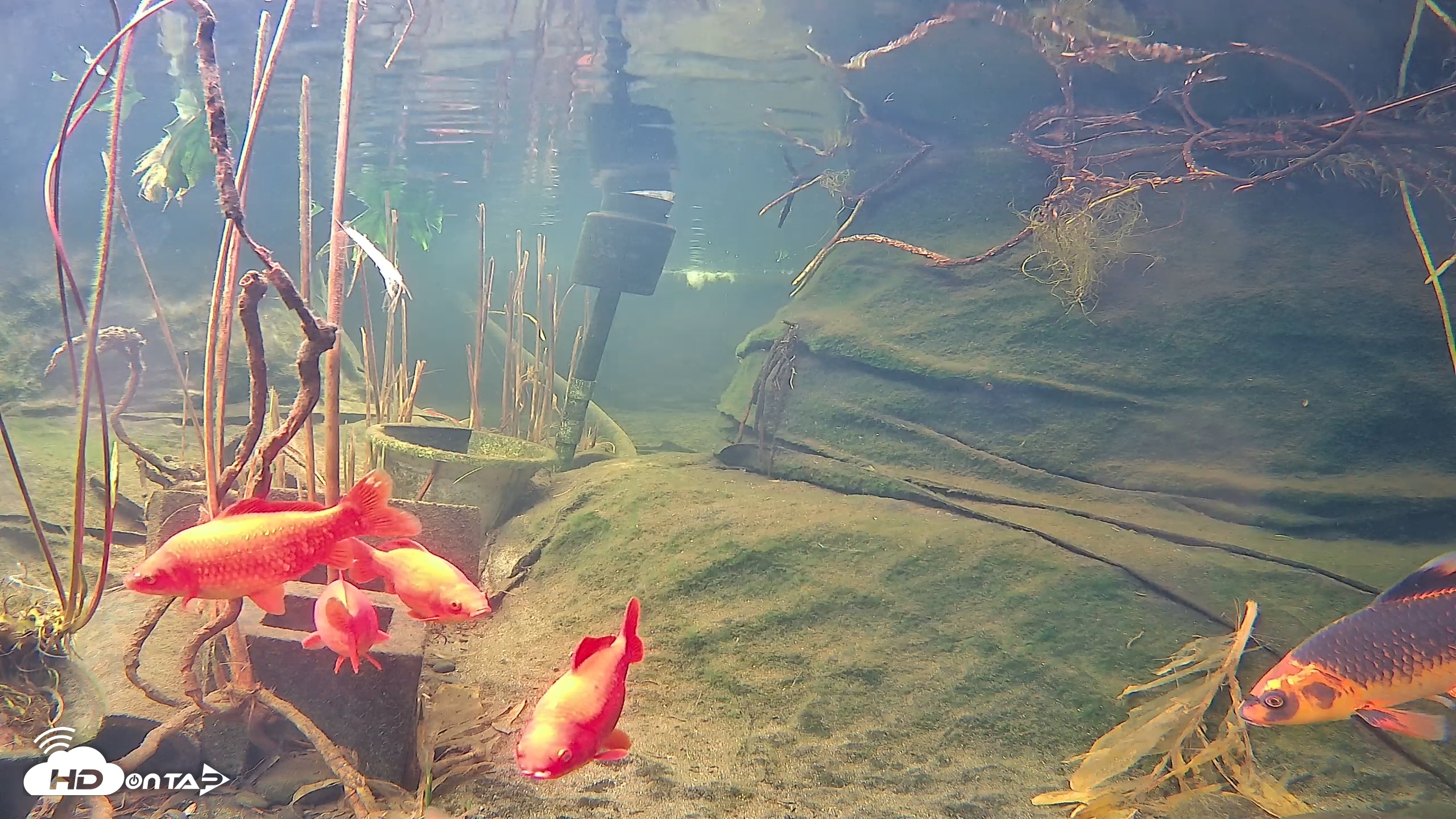 Snapshot of Japanese Koi Pond Live Webcam taken Jan 28, 2026, 12:32pm PST