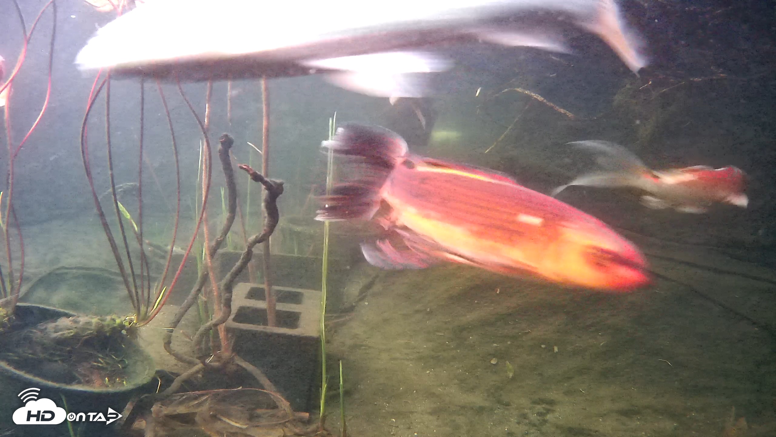 Snapshot of Japanese Koi Pond Live Webcam taken Mar 18, 2026, 6:53pm PDT