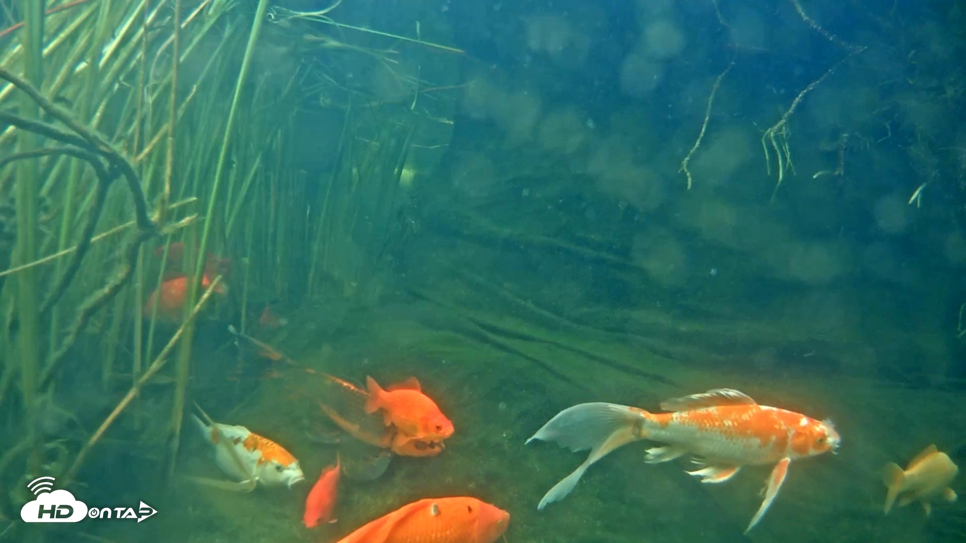 Snapshot of Japanese Koi Pond Live Webcam taken May 6, 2025, 6:57am PDT