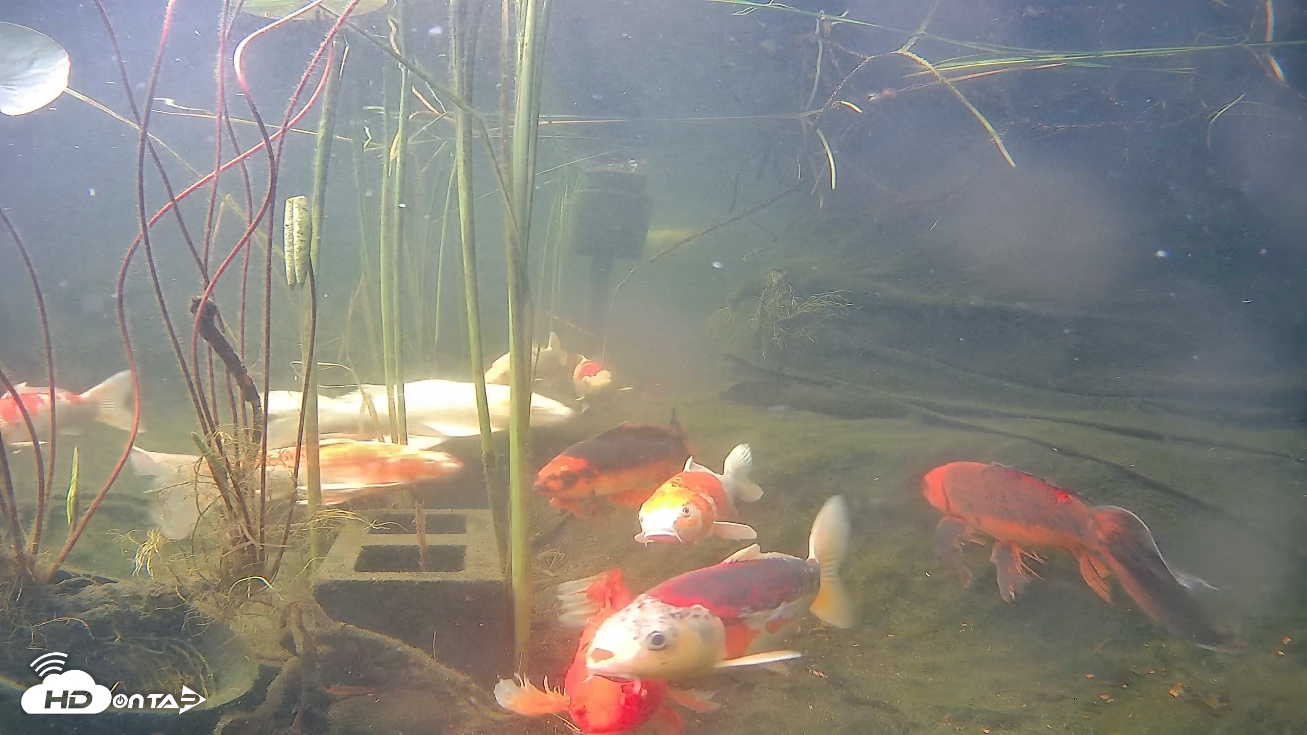 Snapshot of Japanese Koi Pond Live Webcam taken Jun 19, 2026, 8:38am PDT