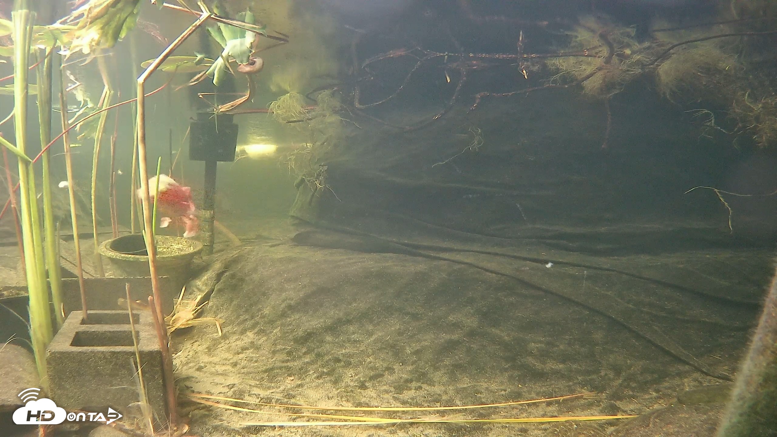 Snapshot of Japanese Koi Pond Live Webcam taken Oct 23, 2026, 6:02pm PDT