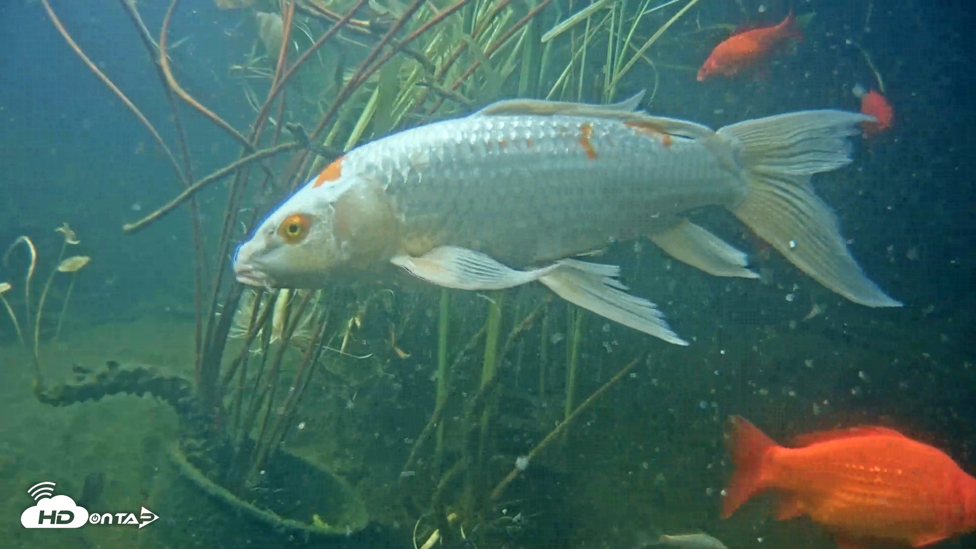 Snapshot of Japanese Koi Pond Live Webcam taken May 21, 2025, 6:00pm PDT