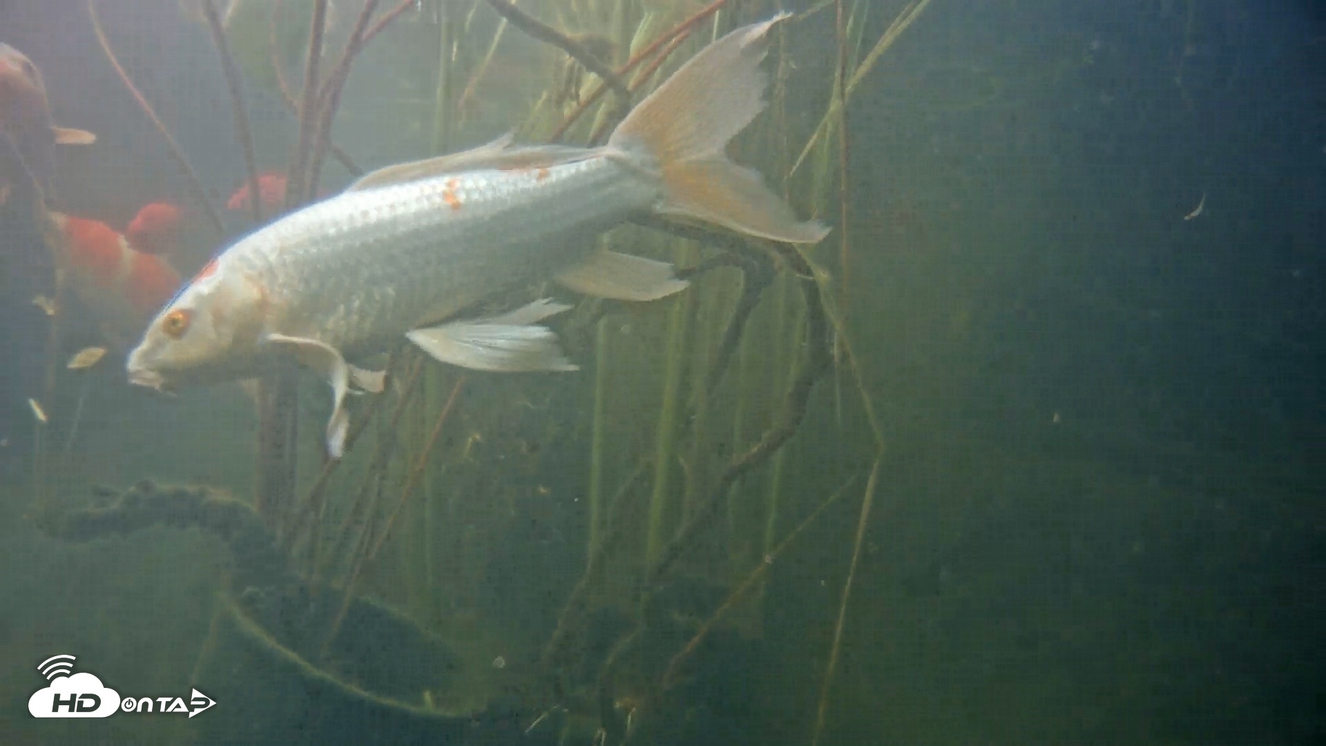 Snapshot of Japanese Koi Pond Live Webcam taken May 18, 2025, 5:41pm PDT