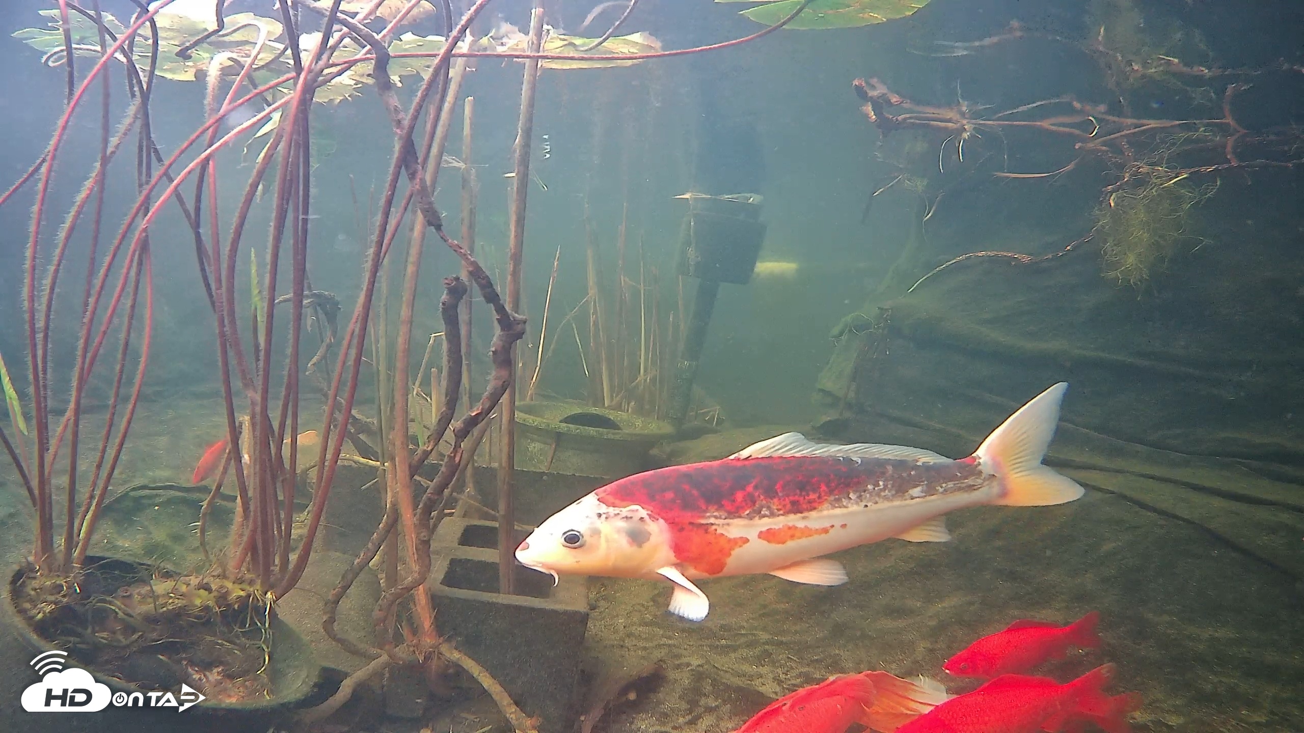 Snapshot of Japanese Koi Pond Live Webcam taken Nov 25, 2025, 7:36am PST