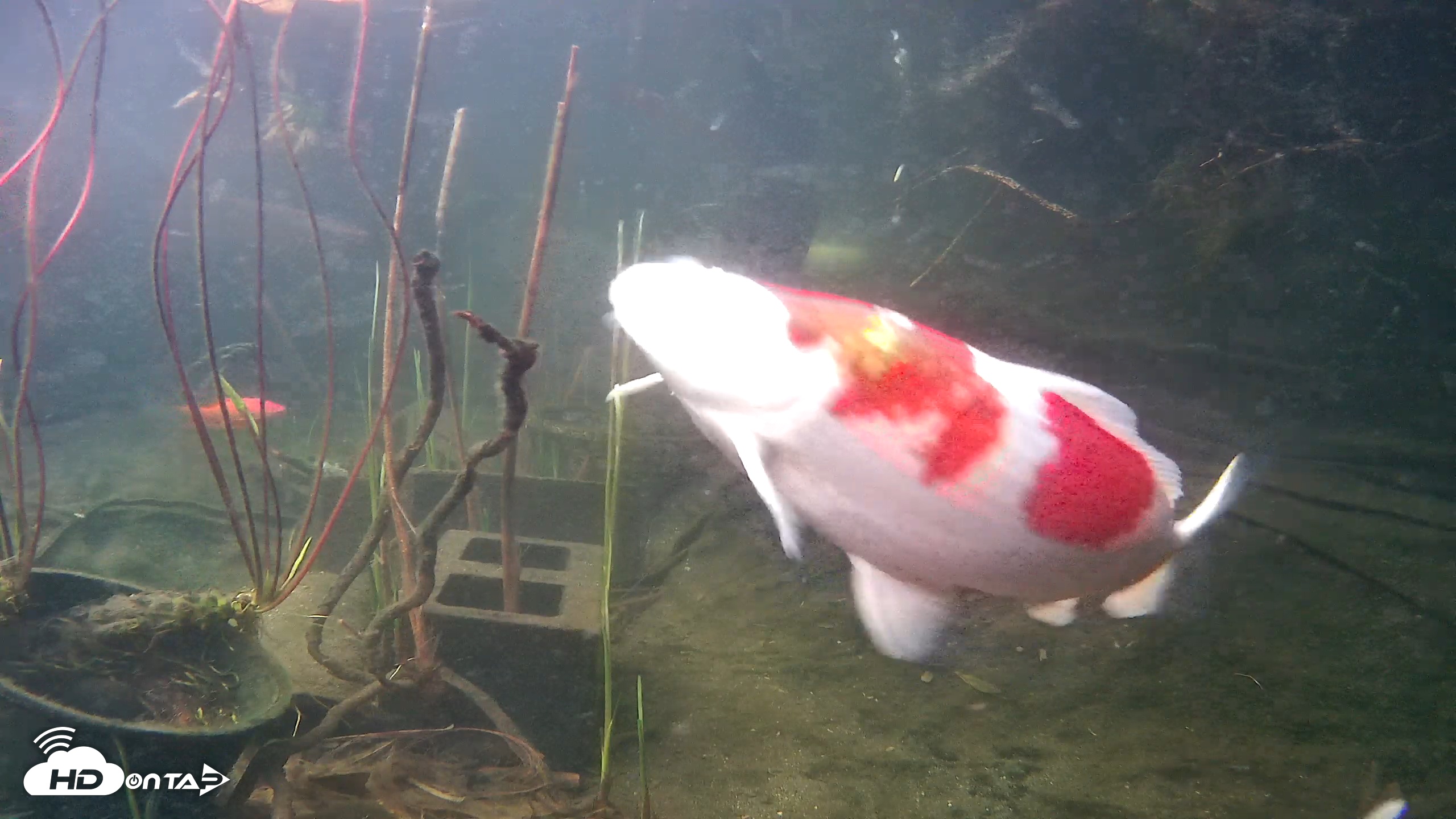 Snapshot of Japanese Koi Pond Live Webcam taken Mar 18, 2026, 6:54pm PDT