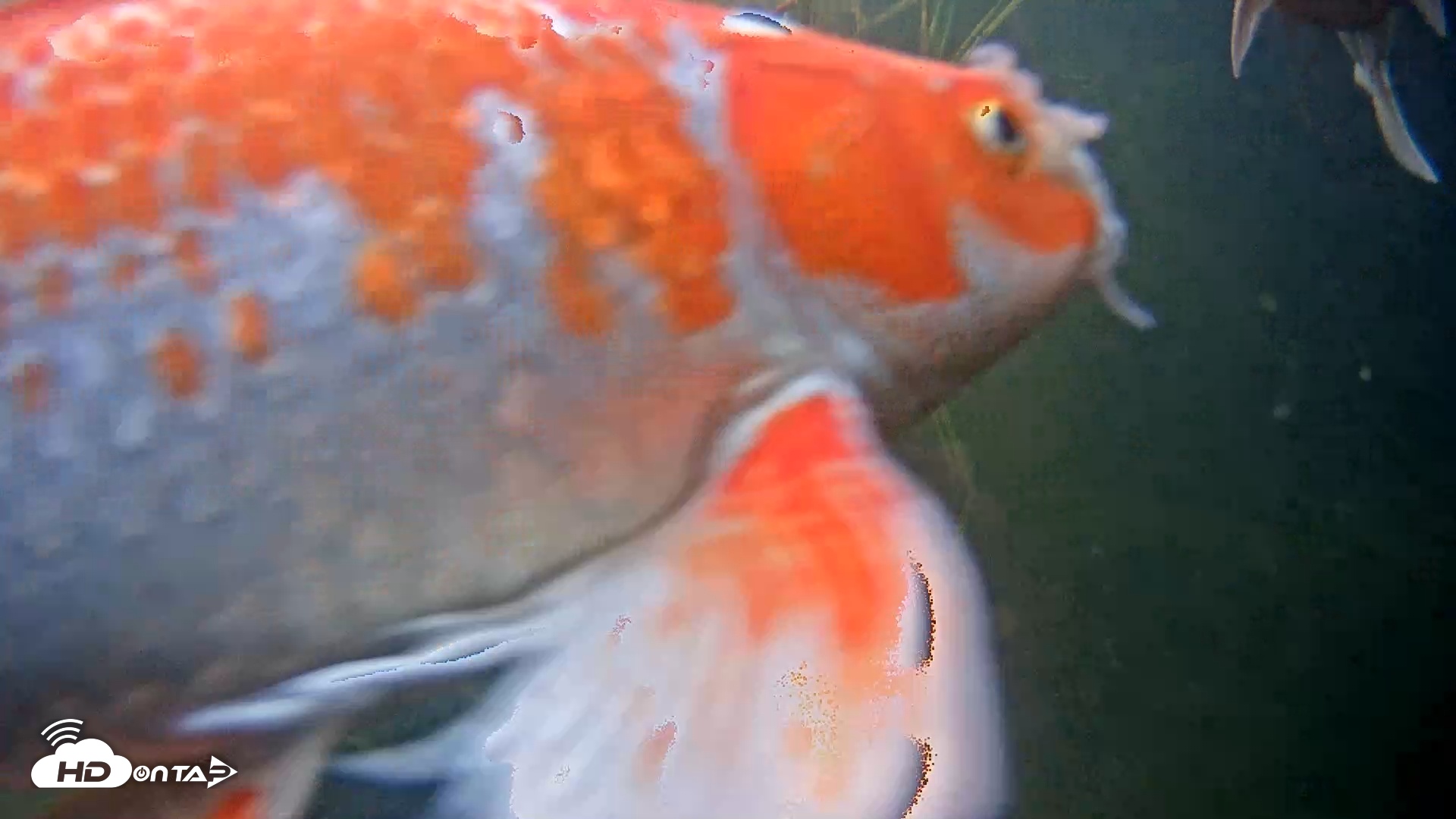 Snapshot of Japanese Koi Pond Live Webcam taken May 18, 2025, 5:44pm PDT