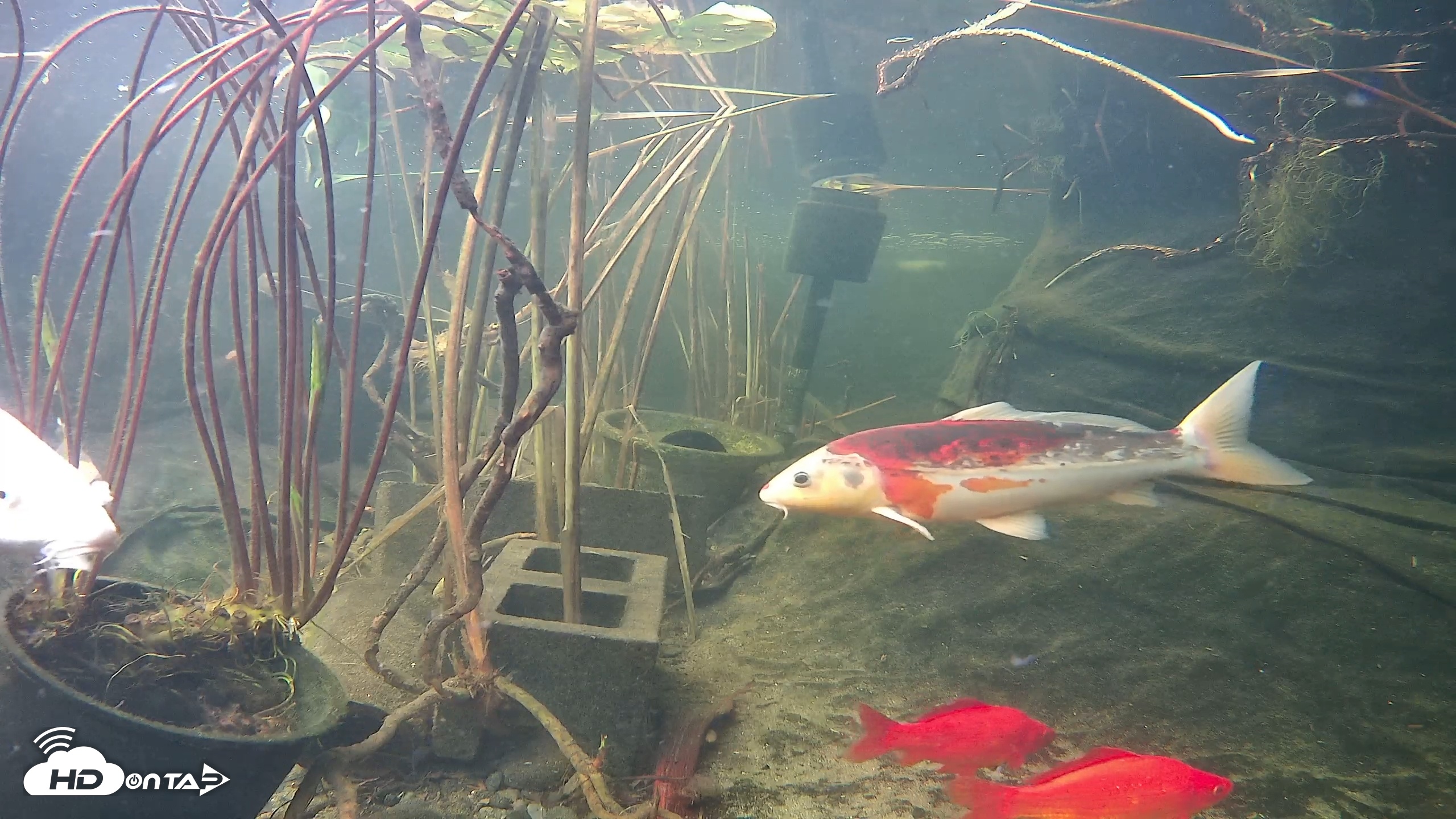 Snapshot of Japanese Koi Pond Live Webcam taken Nov 17, 2025, 7:02am PST