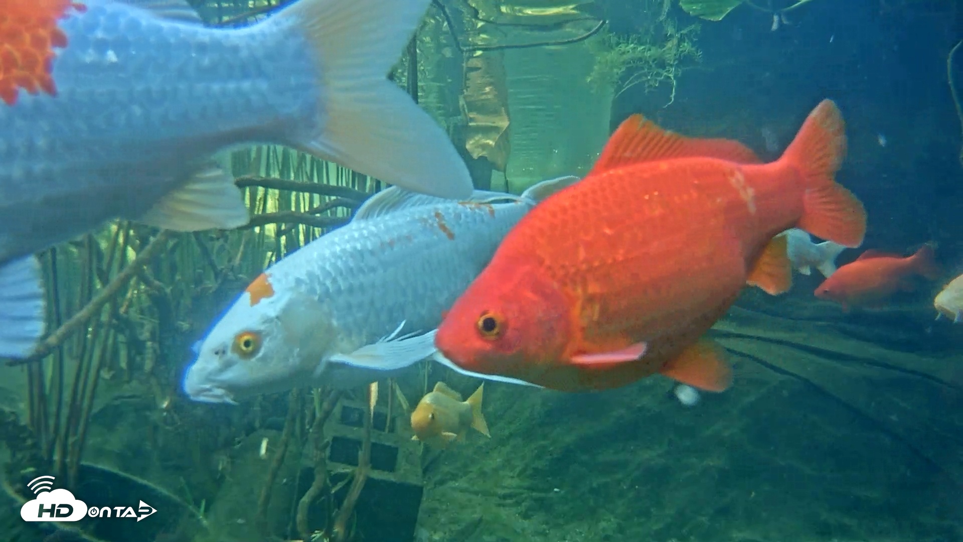 Snapshot of Japanese Koi Pond Live Webcam taken Mar 12, 2025, 2:56pm PDT