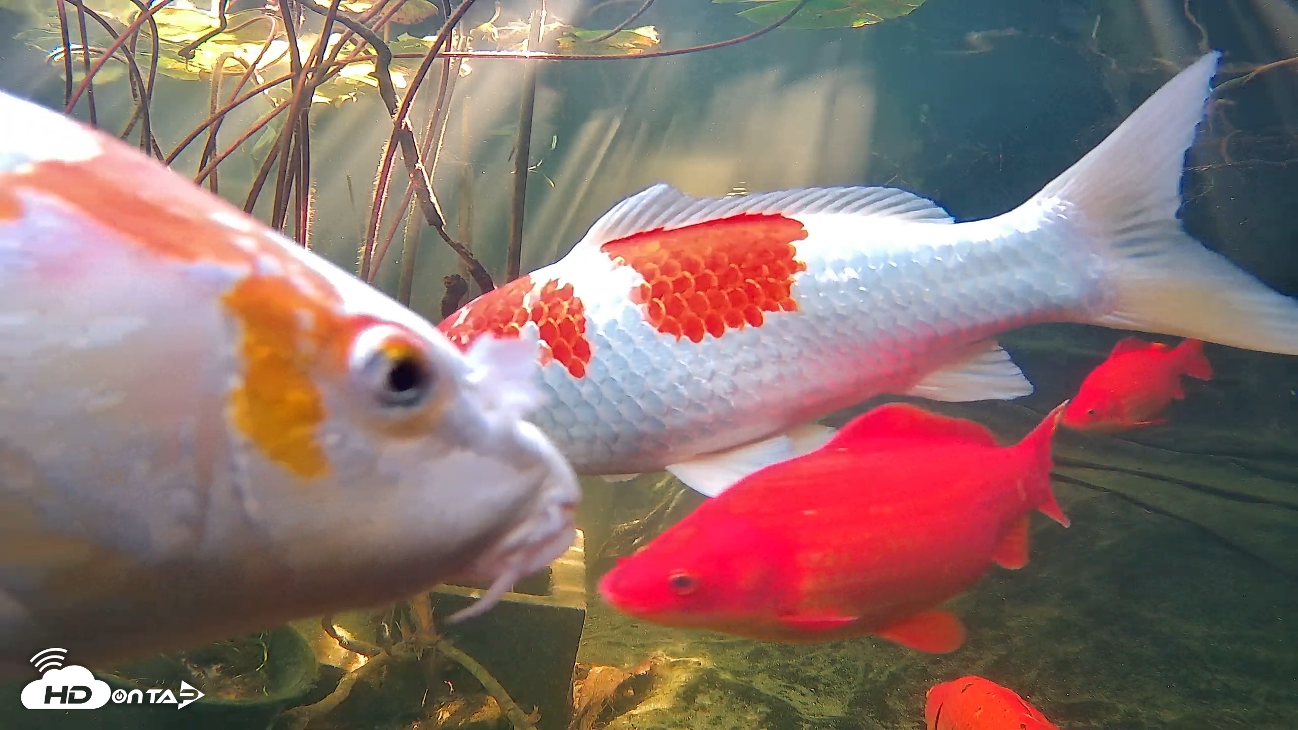 Snapshot of Japanese Koi Pond Live Webcam taken Nov 25, 2025, 11:12am PST