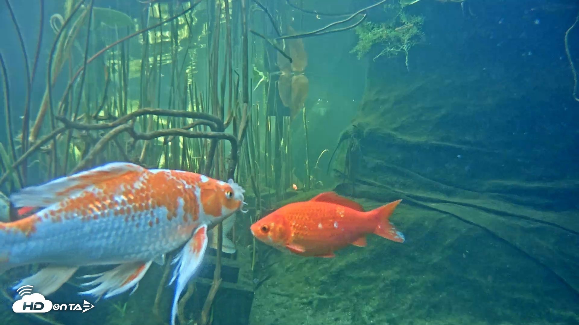 Snapshot of Japanese Koi Pond Live Webcam taken Mar 8, 2025, 2:43pm PST