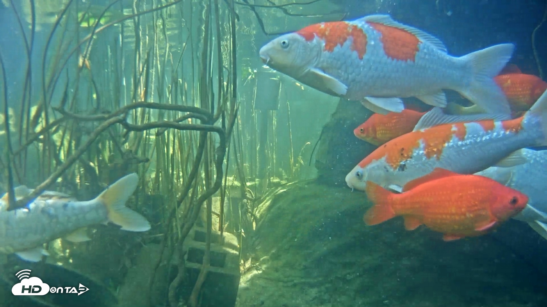 Snapshot of Japanese Koi Pond Live Webcam taken Mar 10, 2025, 1:47pm PDT