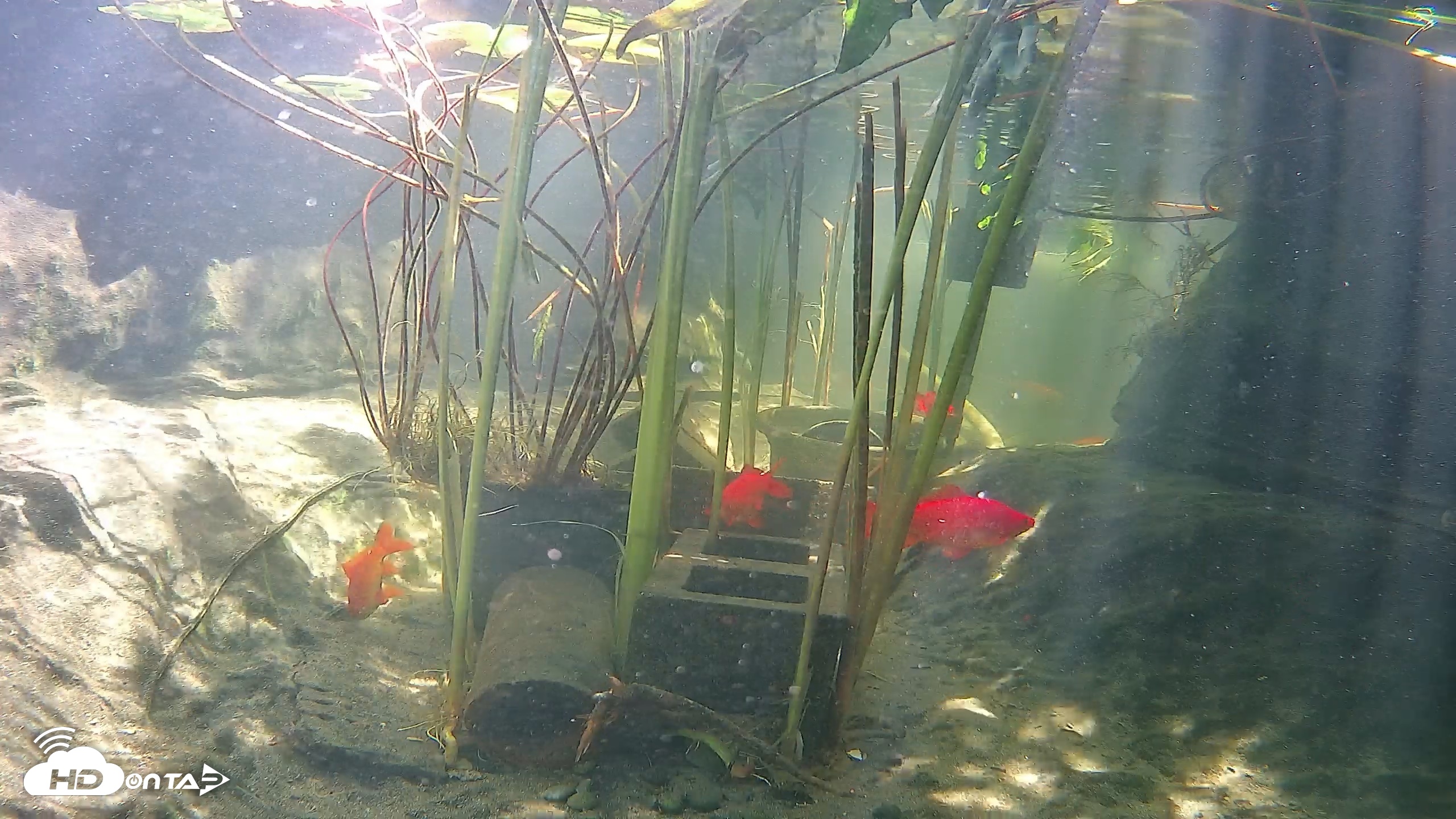 Snapshot of Japanese Koi Pond Live Webcam taken Sep 14, 2026, 12:39pm PDT