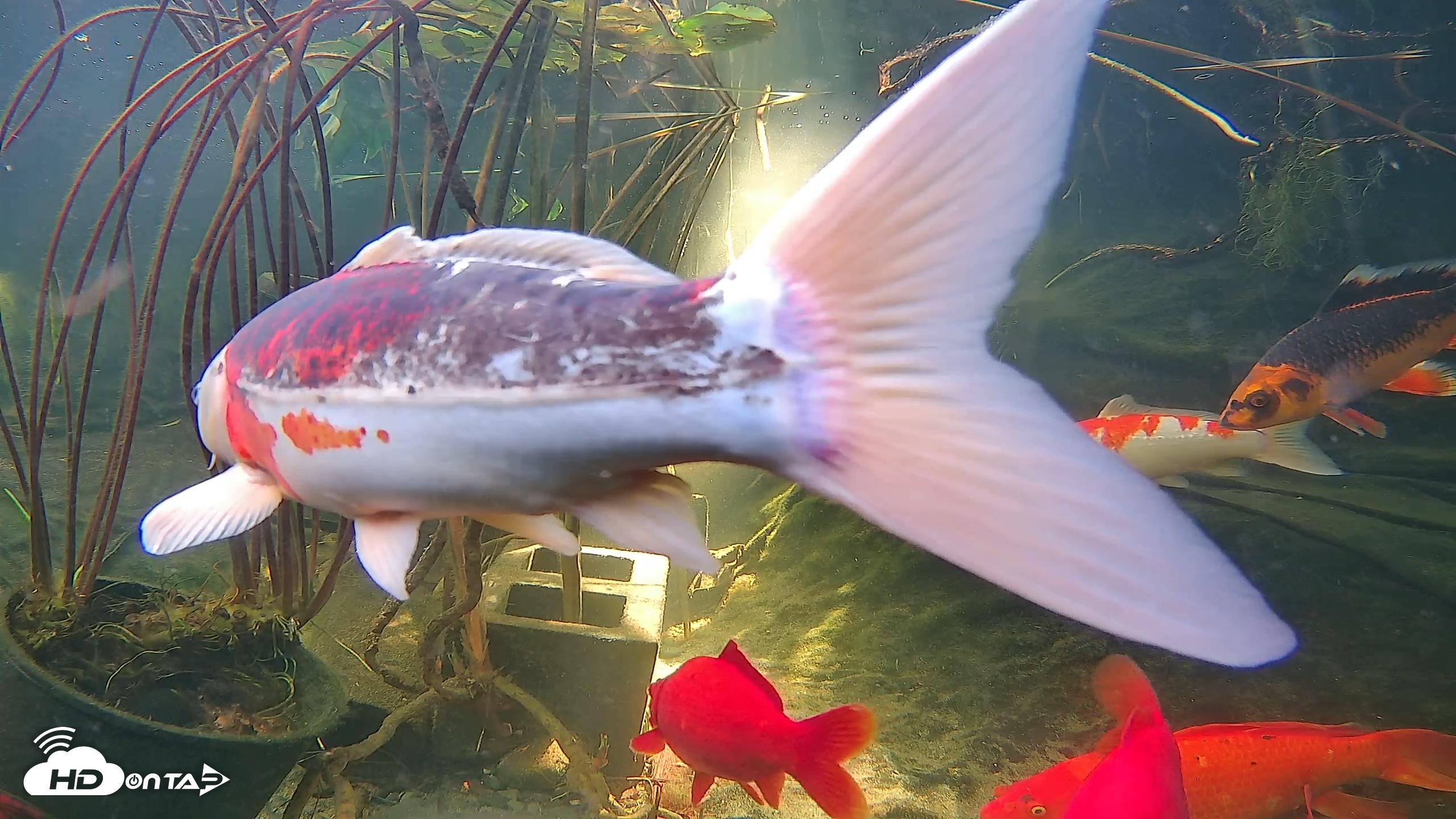Snapshot of Japanese Koi Pond Live Webcam taken Nov 17, 2025, 11:08am PST