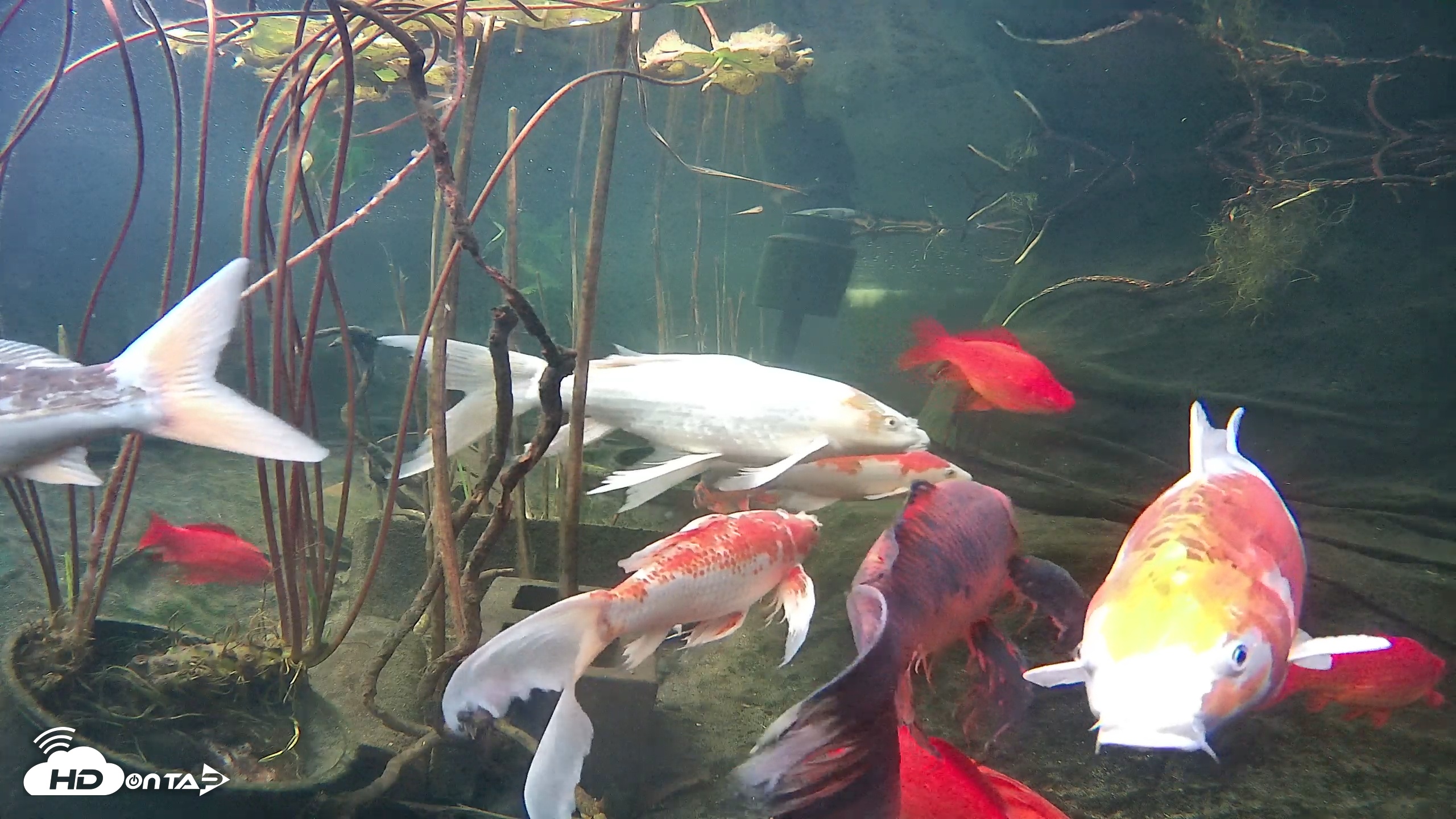 Snapshot of Japanese Koi Pond Live Webcam taken Dec 11, 2025, 3:53pm PST