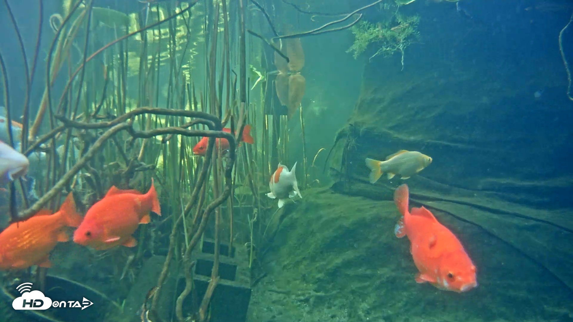 Snapshot of Japanese Koi Pond Live Webcam taken Mar 8, 2025, 2:42pm PST