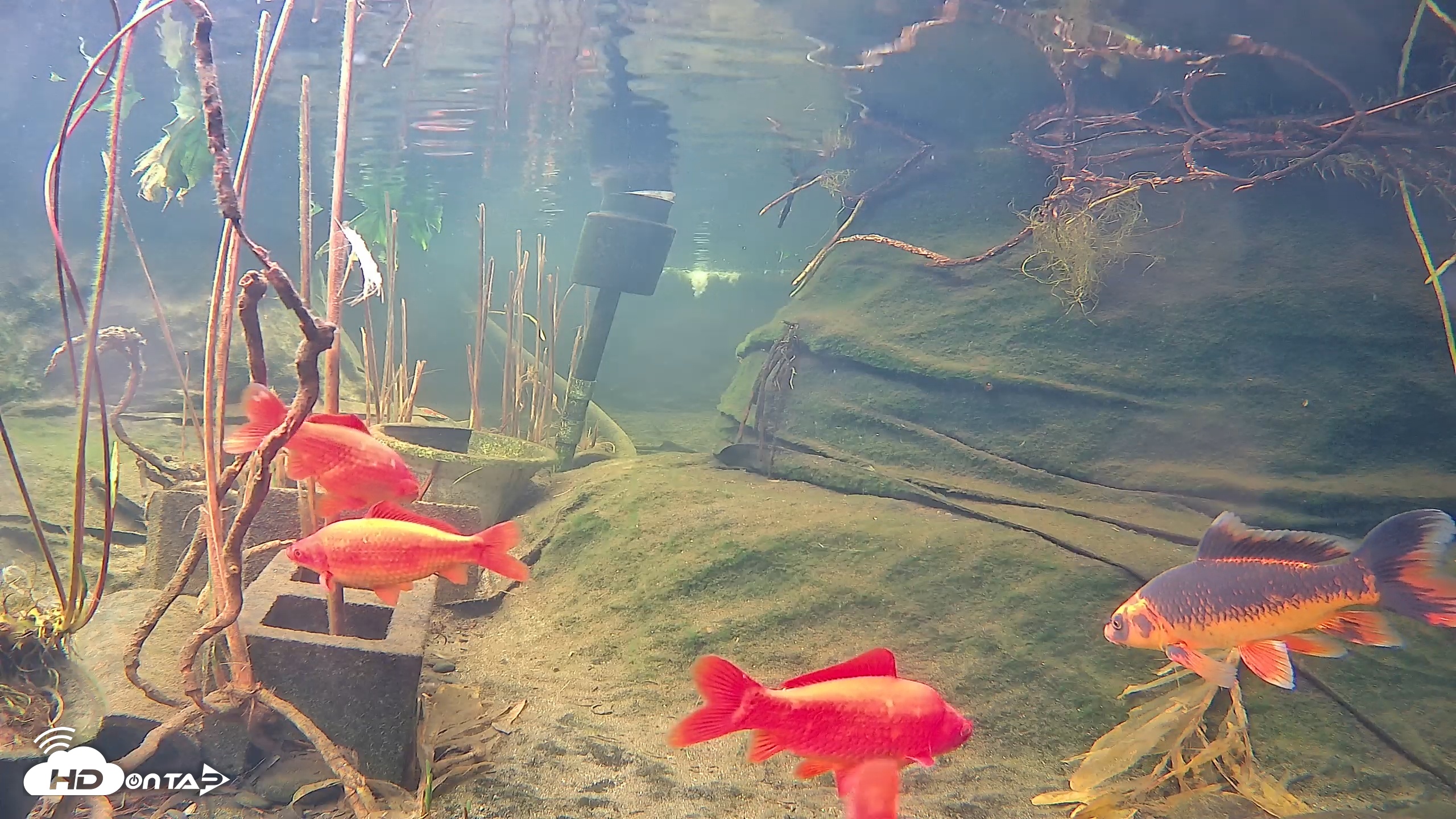 Snapshot of Japanese Koi Pond Live Webcam taken Jan 28, 2026, 12:33pm PST