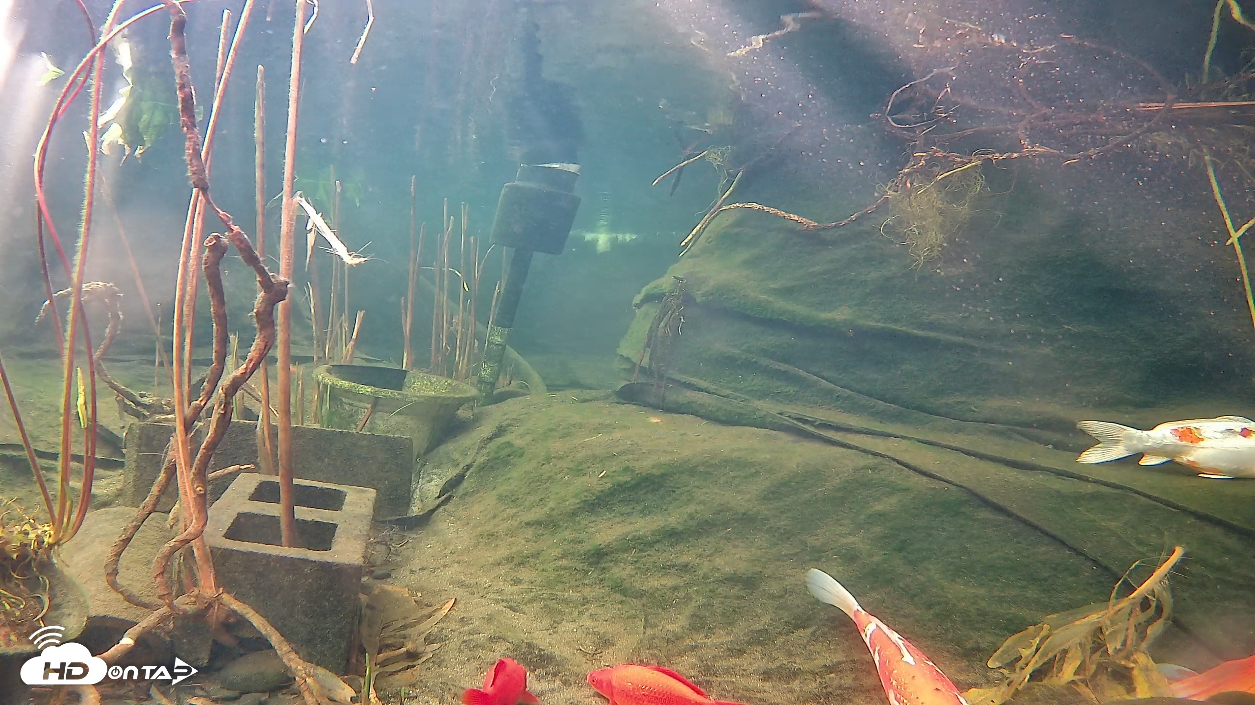 Snapshot of Japanese Koi Pond Live Webcam taken Jan 29, 2026, 9:05am PST