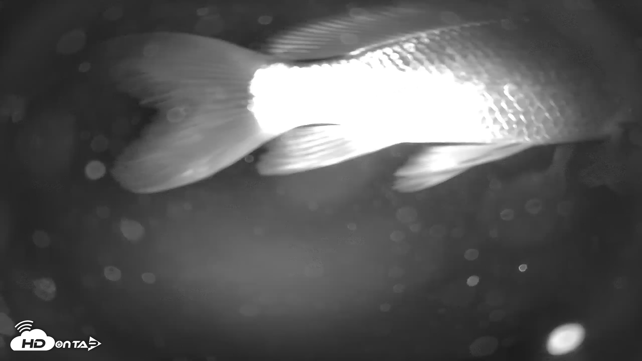 Snapshot of Japanese Koi Pond Live Webcam taken Jan 28, 2026, 4:39am PST