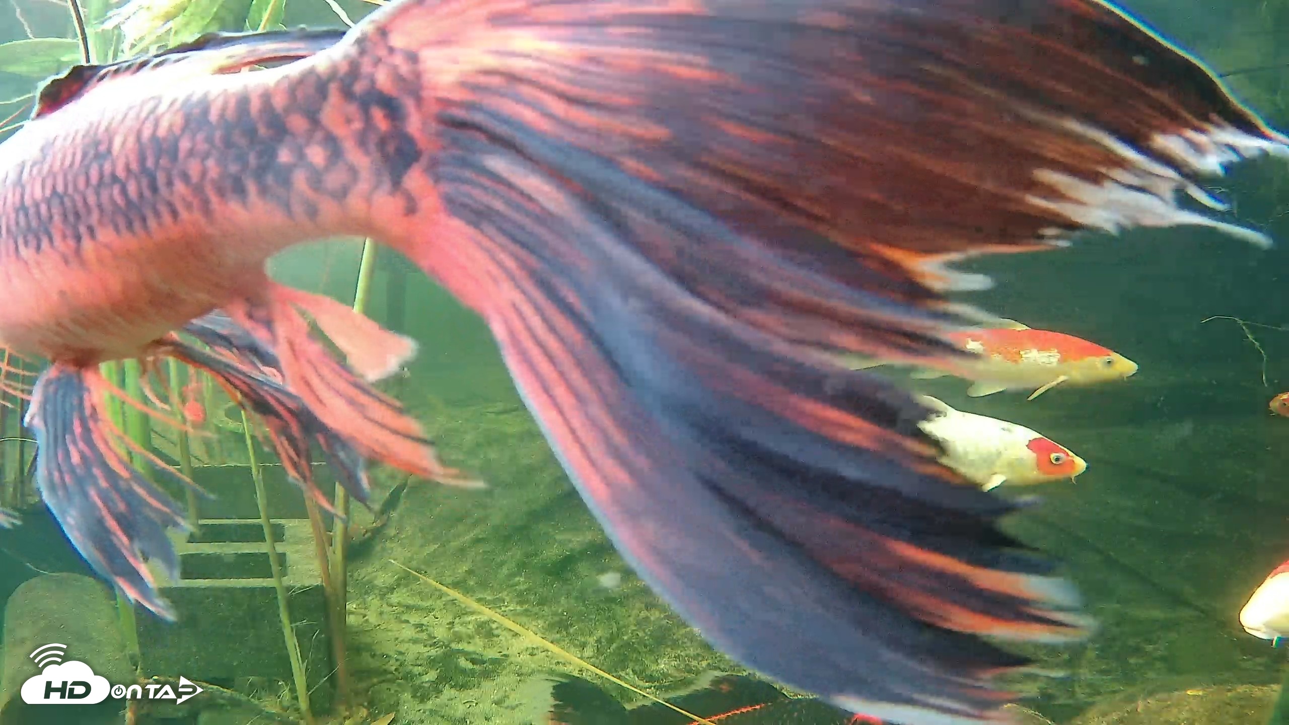 Snapshot of Japanese Koi Pond Live Webcam taken Oct 14, 2026, 9:05am PDT
