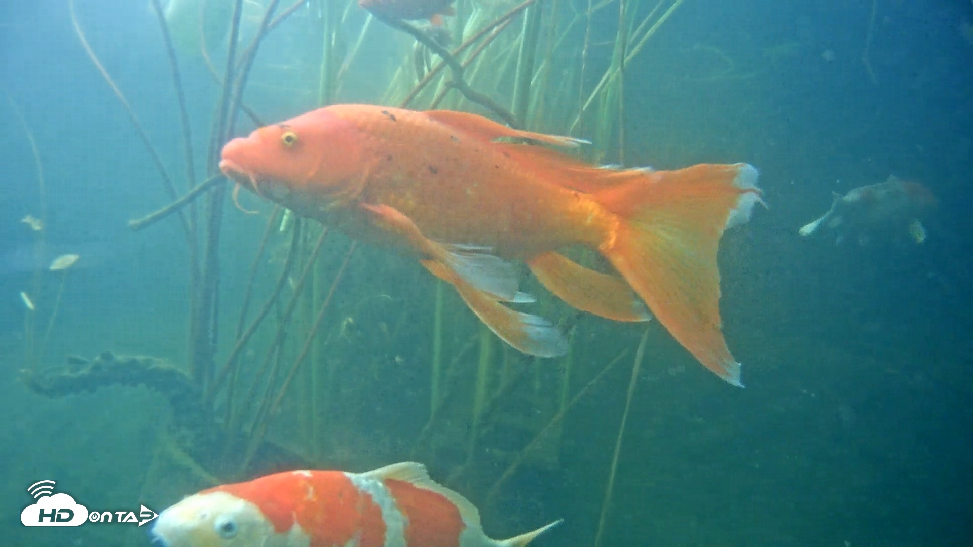 Snapshot of Japanese Koi Pond Live Webcam taken May 18, 2025, 5:43pm PDT