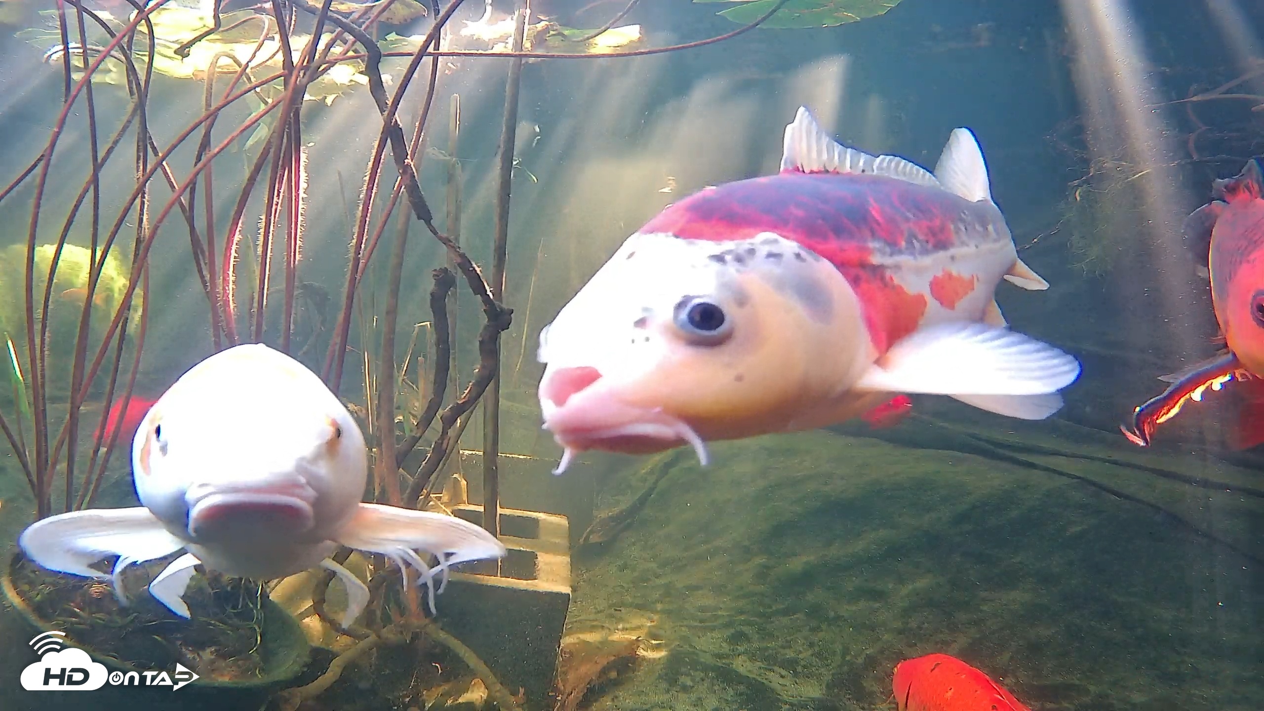 Snapshot of Japanese Koi Pond Live Webcam taken Nov 25, 2025, 11:14am PST
