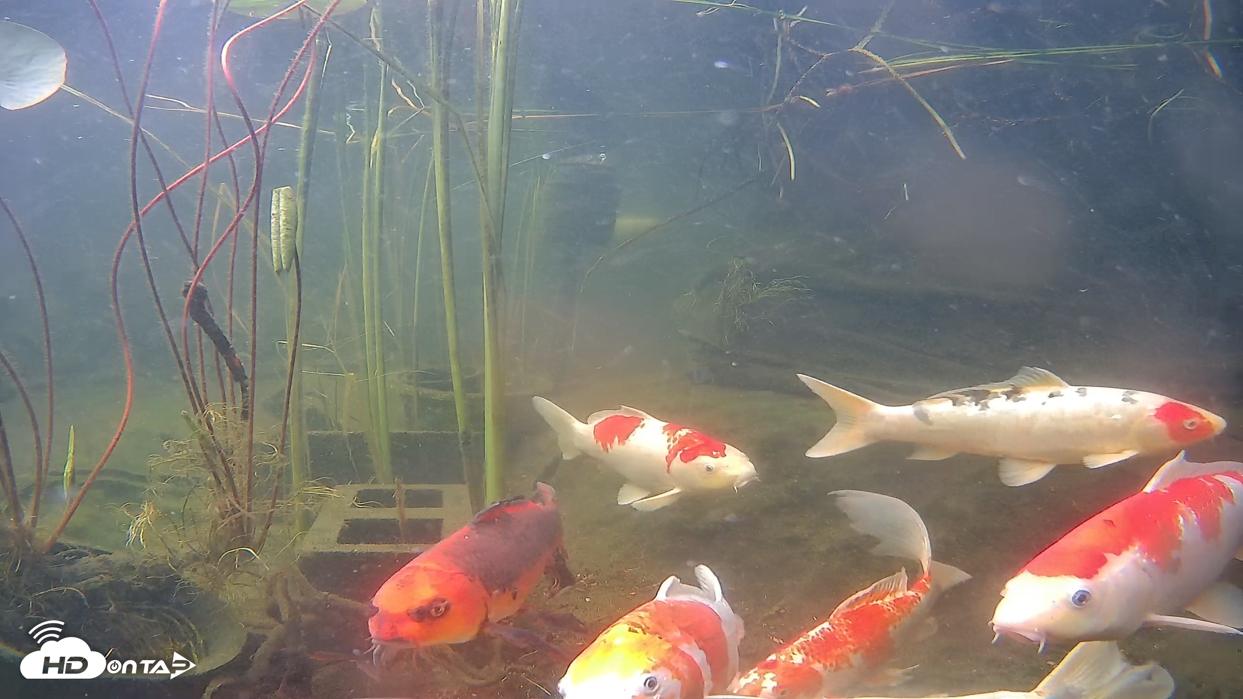 Snapshot of Japanese Koi Pond Live Webcam taken Jun 19, 2026, 8:38am PDT