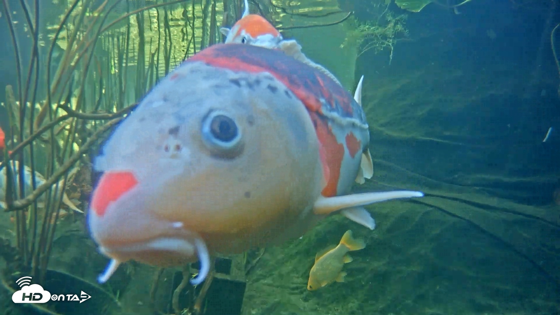 Snapshot of Japanese Koi Pond Live Webcam taken Mar 12, 2025, 2:56pm PDT