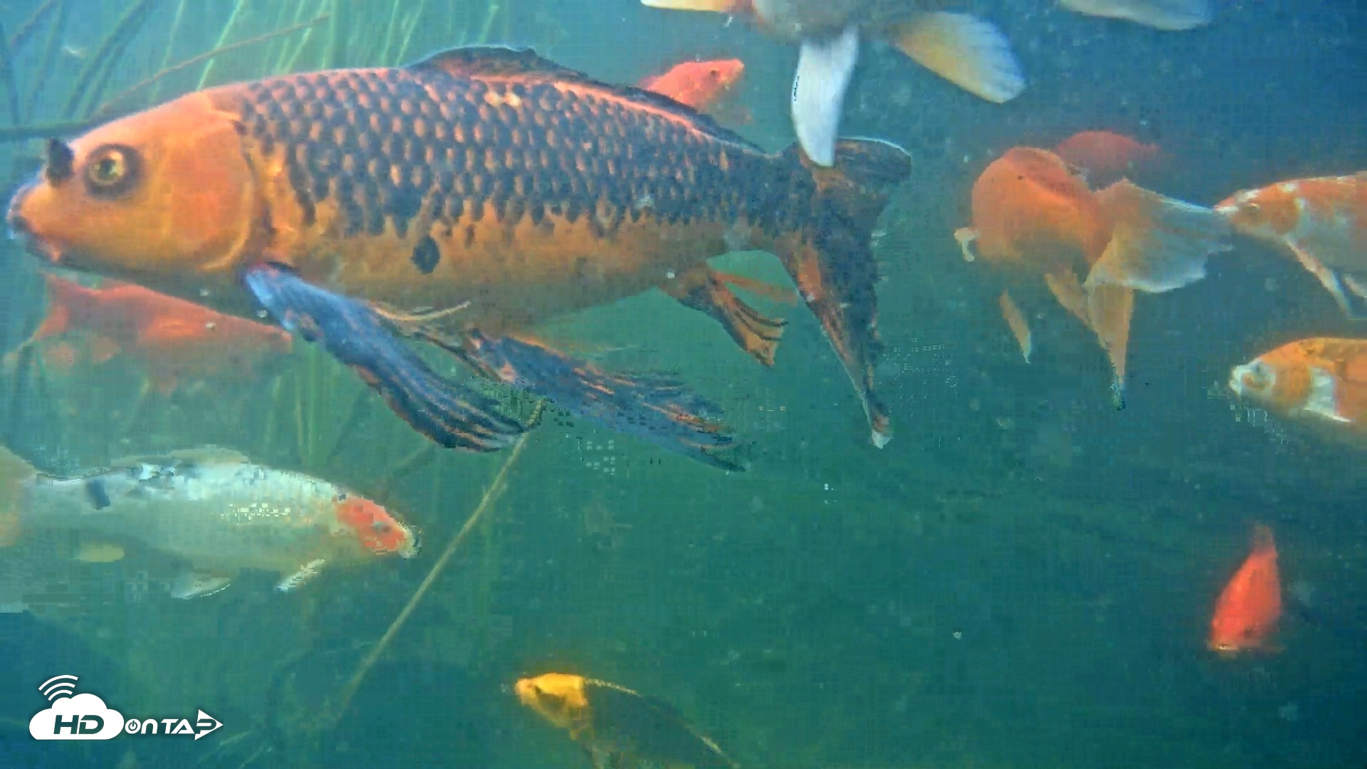 Snapshot of Japanese Koi Pond Live Webcam taken Apr 20, 2025, 5:36pm PDT