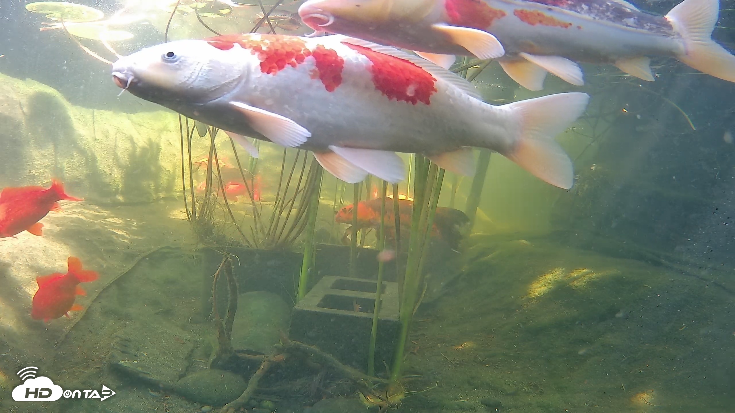 Snapshot of Japanese Koi Pond Live Webcam taken Jul 16, 2026, 3:03pm PDT