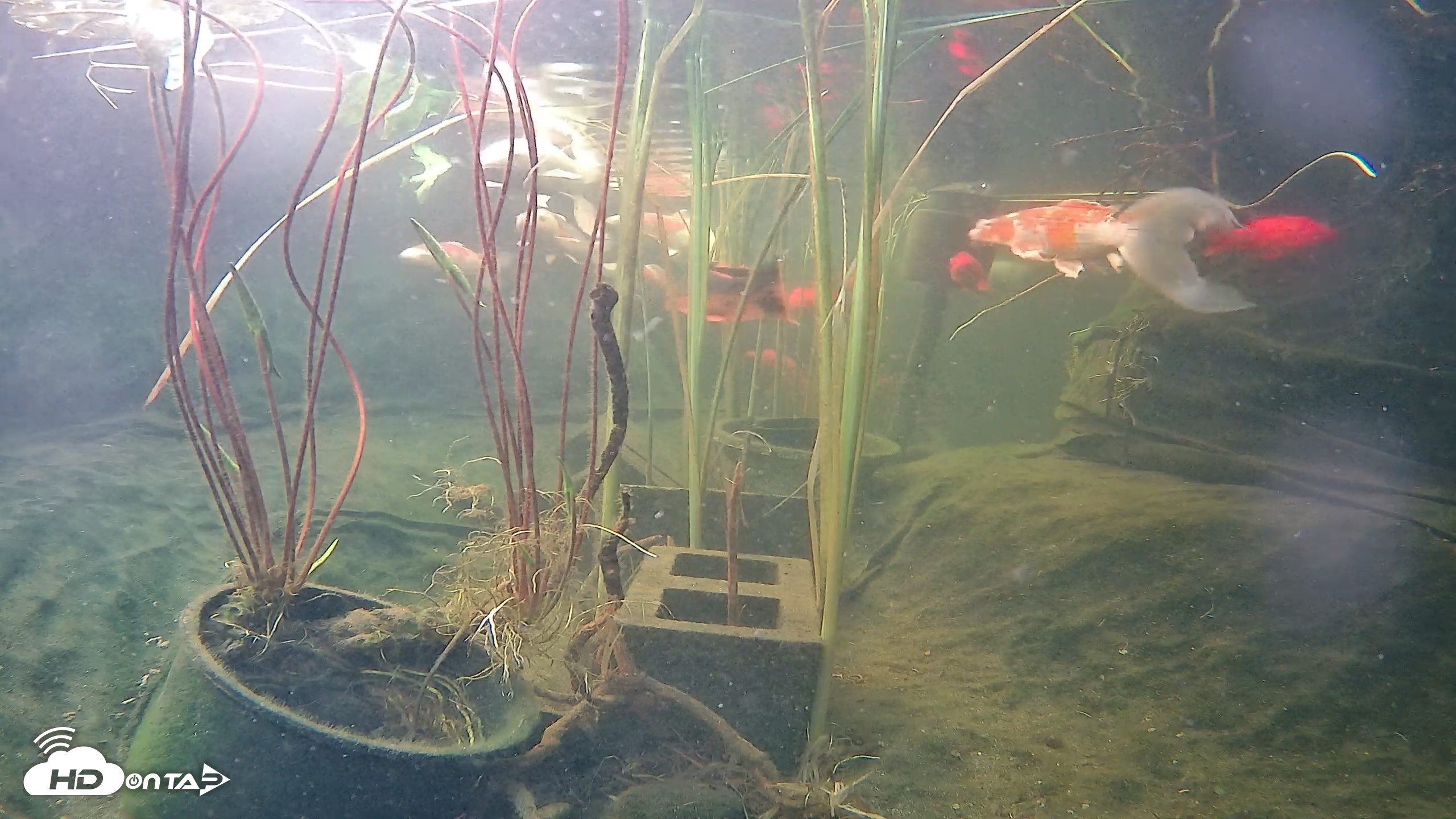 Snapshot of Japanese Koi Pond Live Webcam taken May 28, 2026, 6:00pm PDT