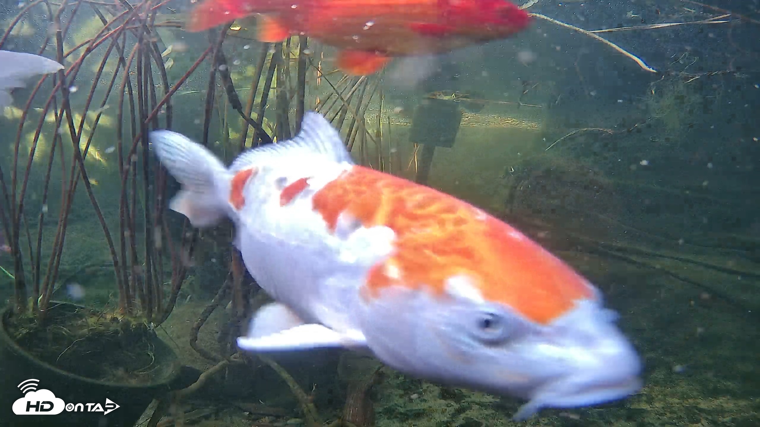Snapshot of Japanese Koi Pond Live Webcam taken Nov 16, 2025, 1:51pm PST