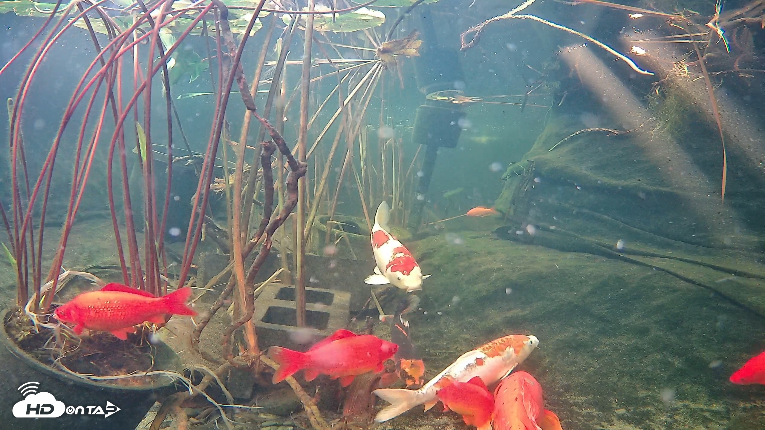Snapshot of Japanese Koi Pond Live Webcam taken Nov 19, 2025, 8:49am PST