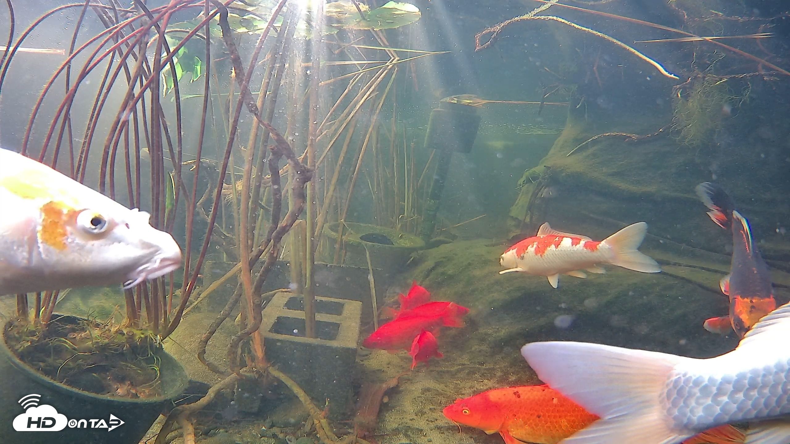 Snapshot of Japanese Koi Pond Live Webcam taken Nov 17, 2025, 9:17am PST