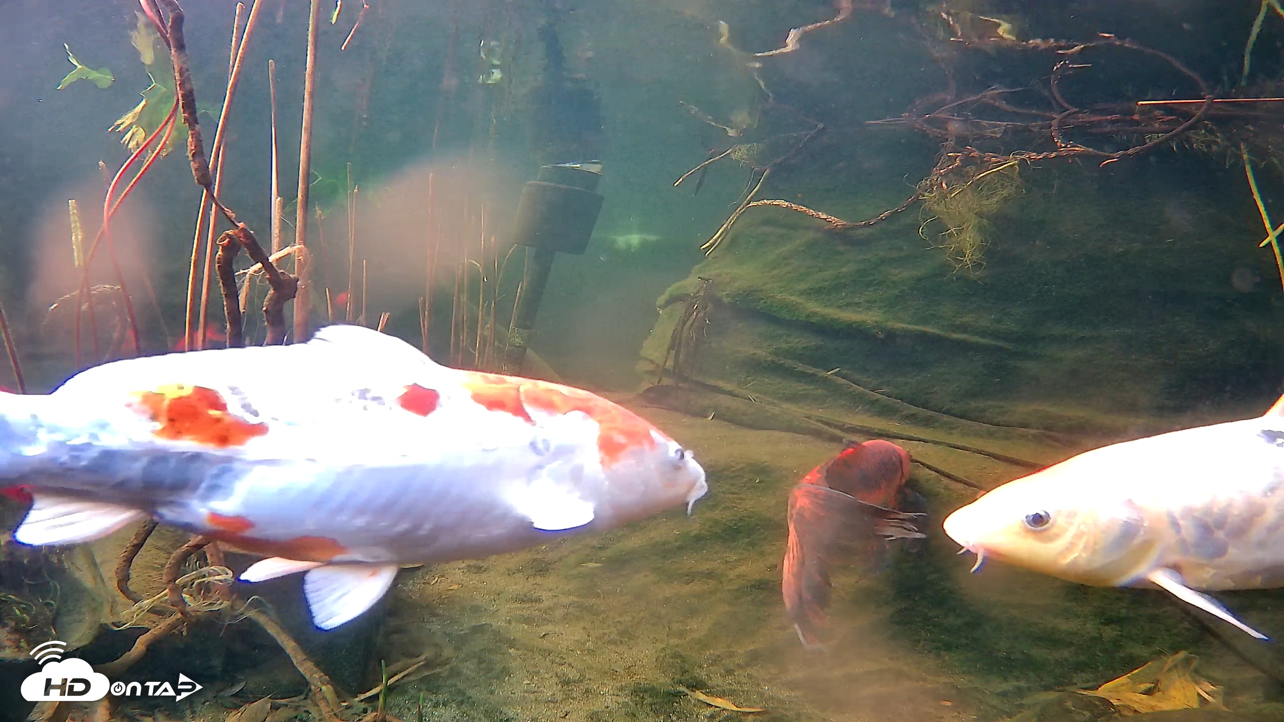 Snapshot of Japanese Koi Pond Live Webcam taken Feb 4, 2026, 3:52pm PST