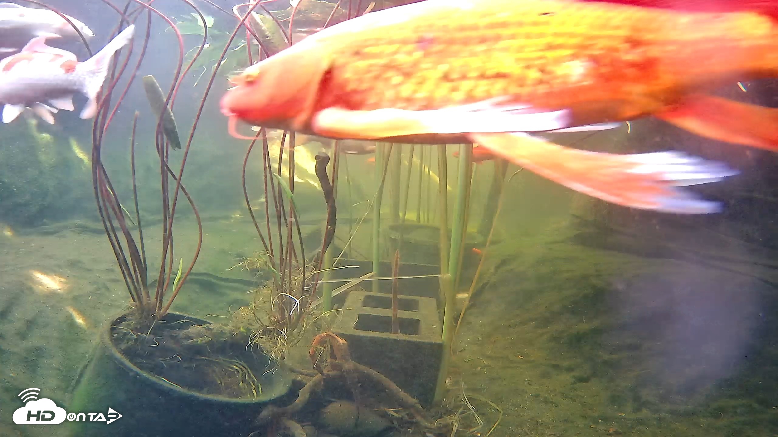 Snapshot of Japanese Koi Pond Live Webcam taken May 31, 2026, 3:33pm PDT