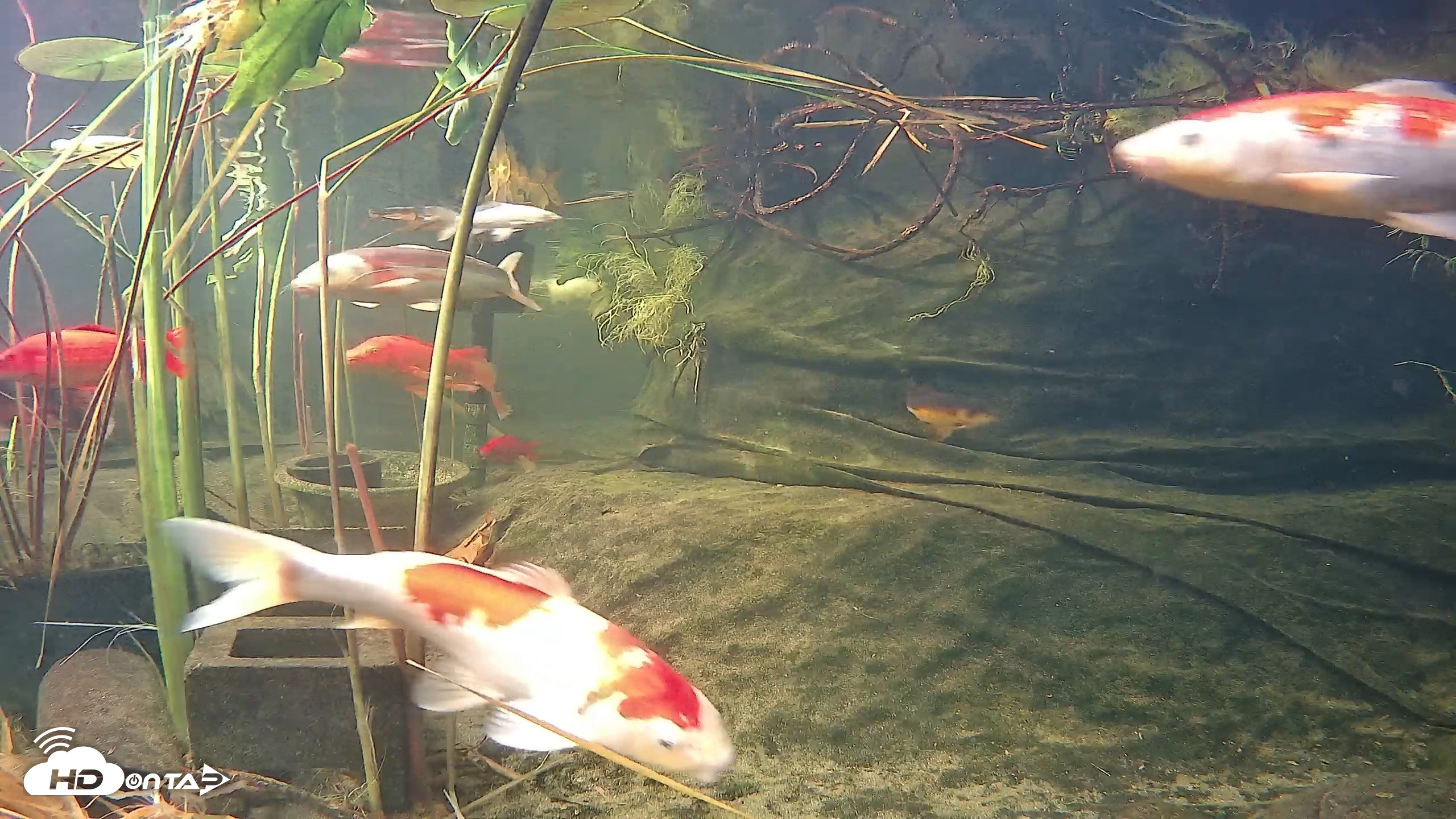 Snapshot of Japanese Koi Pond Live Webcam taken Oct 12, 2026, 5:18pm PDT