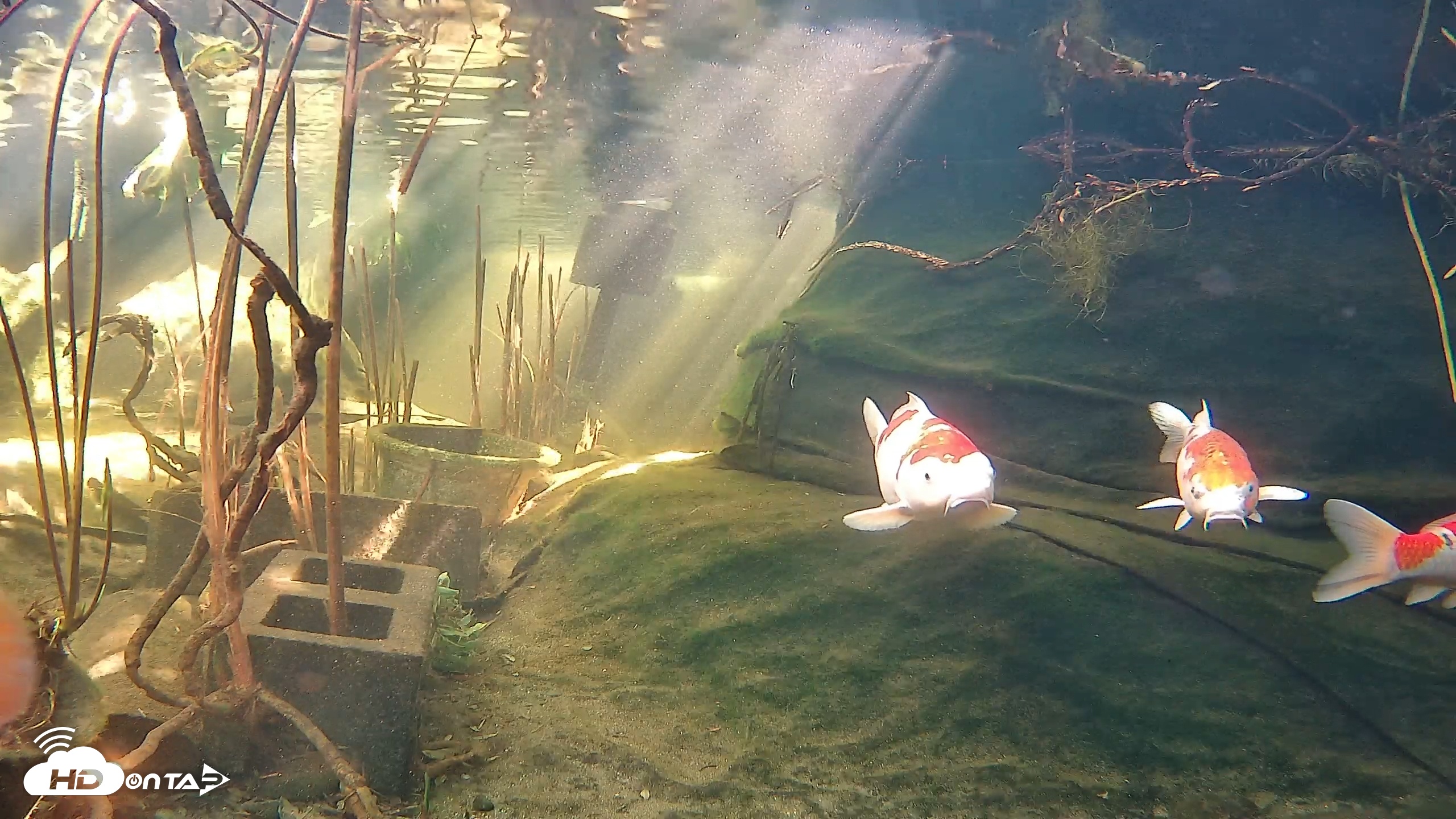 Snapshot of Japanese Koi Pond Live Webcam taken Jan 8, 2026, 12:53pm PST