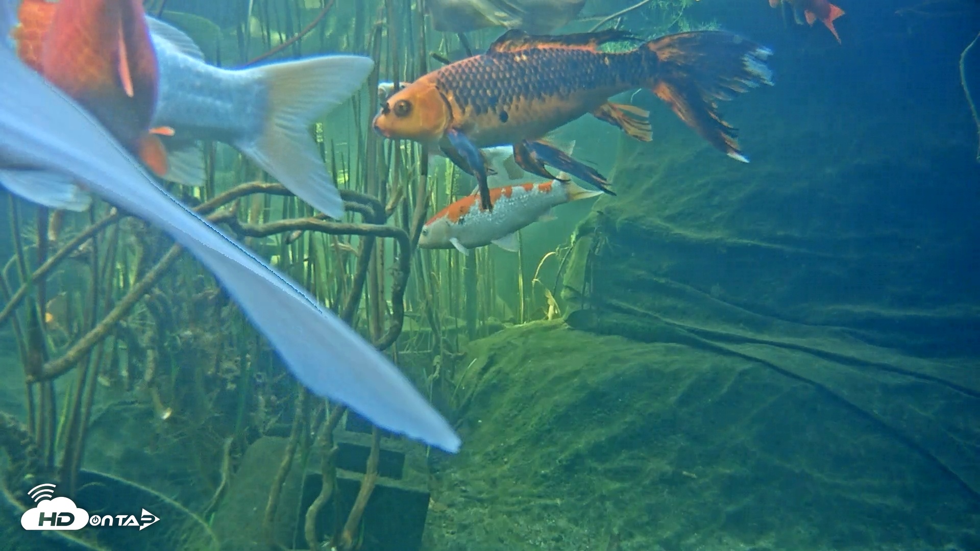 Snapshot of Japanese Koi Pond Live Webcam taken Mar 7, 2025, 2:37pm PST