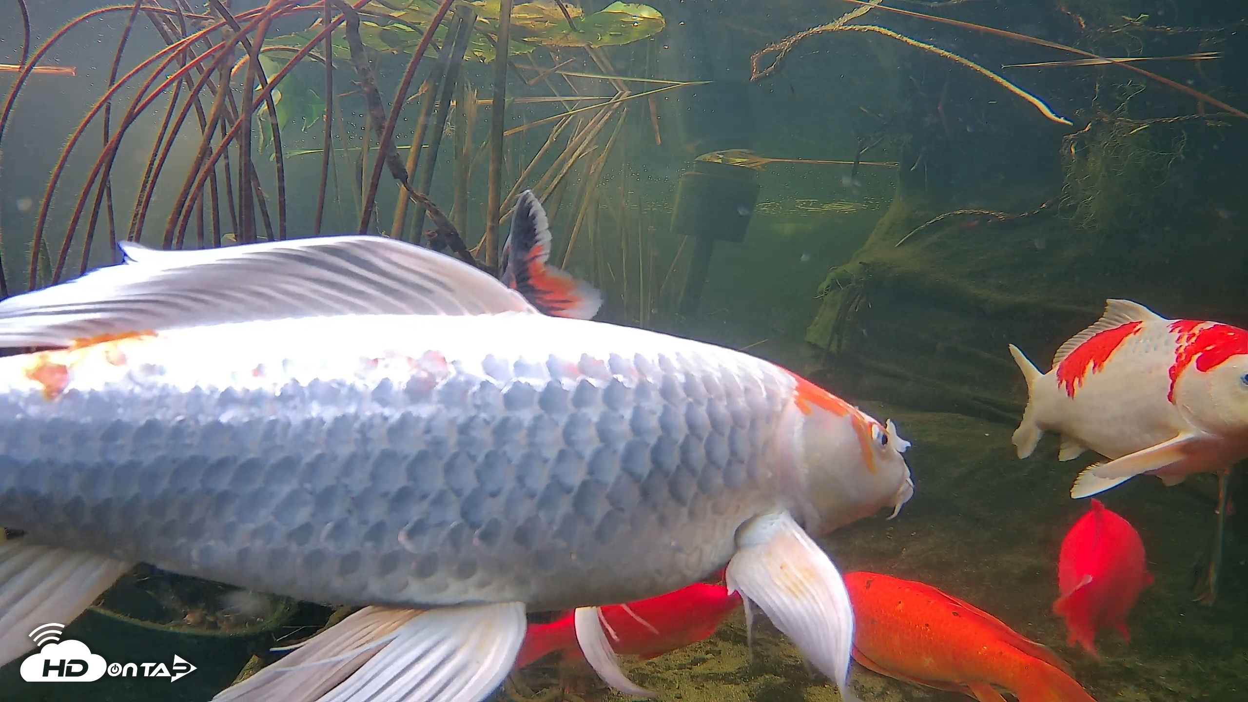 Snapshot of Japanese Koi Pond Live Webcam taken Nov 17, 2025, 9:46am PST