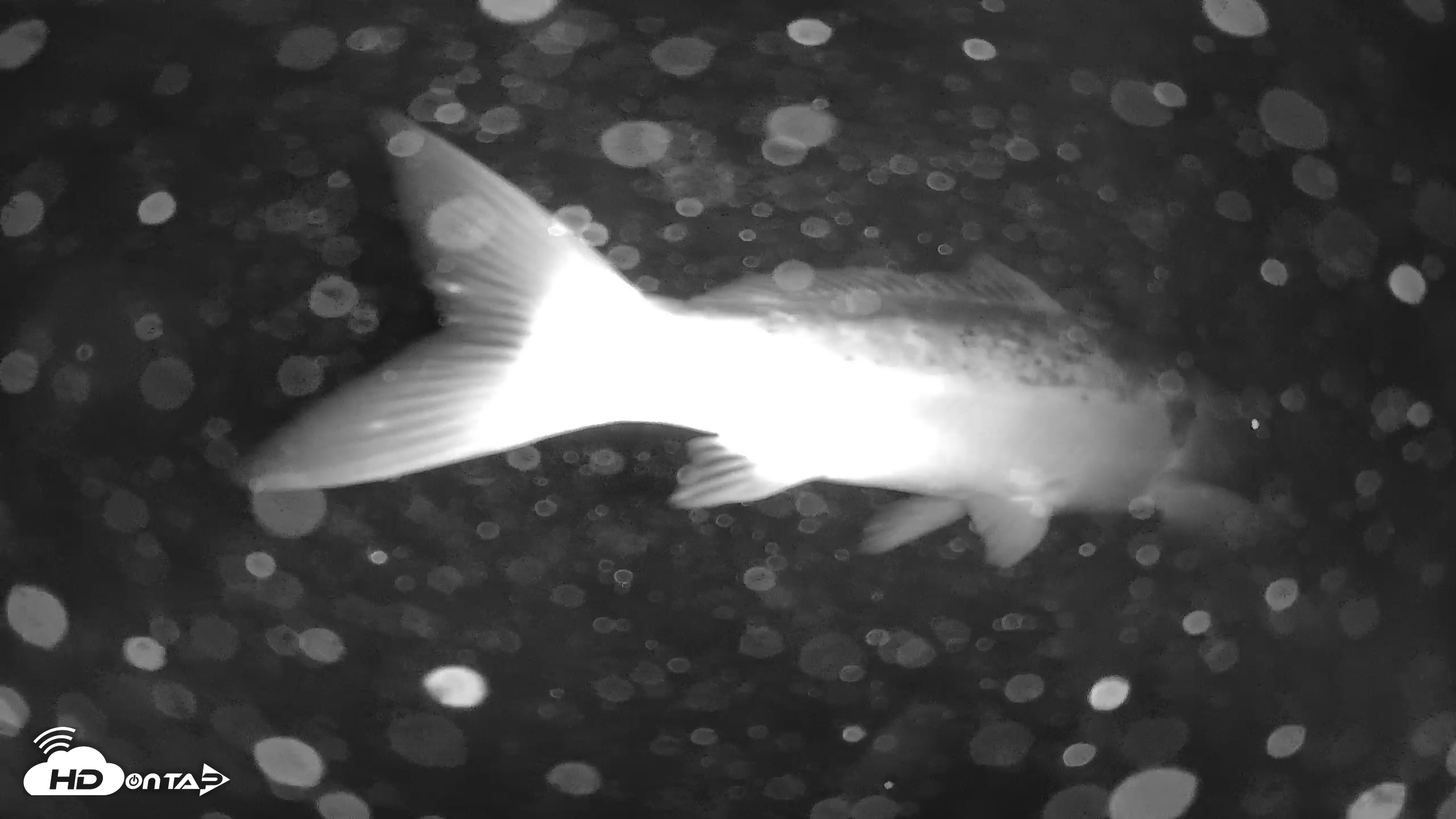 Snapshot of Japanese Koi Pond Live Webcam taken Jan 29, 2026, 5:31am PST