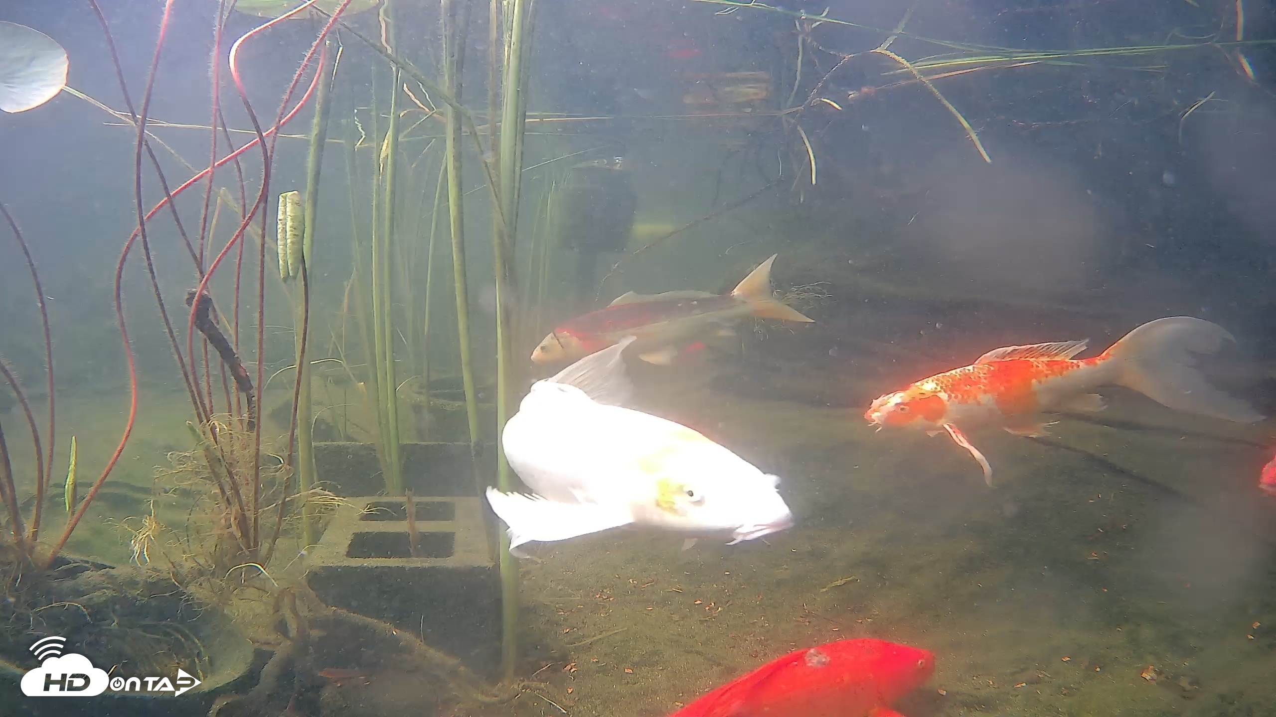 Snapshot of Japanese Koi Pond Live Webcam taken Jun 19, 2026, 8:37am PDT
